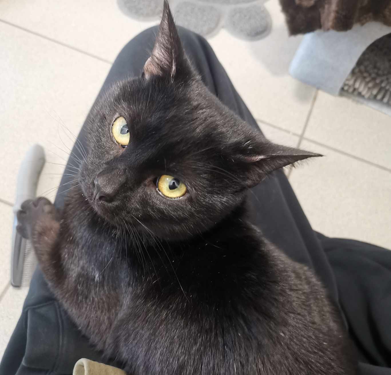 Harry- 2 Year Old Male