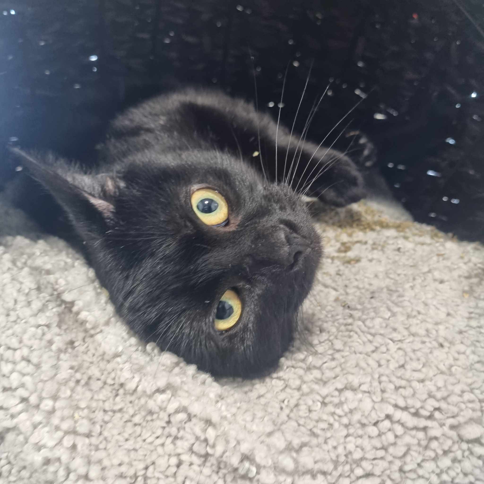Harry- 2 Year Old Male