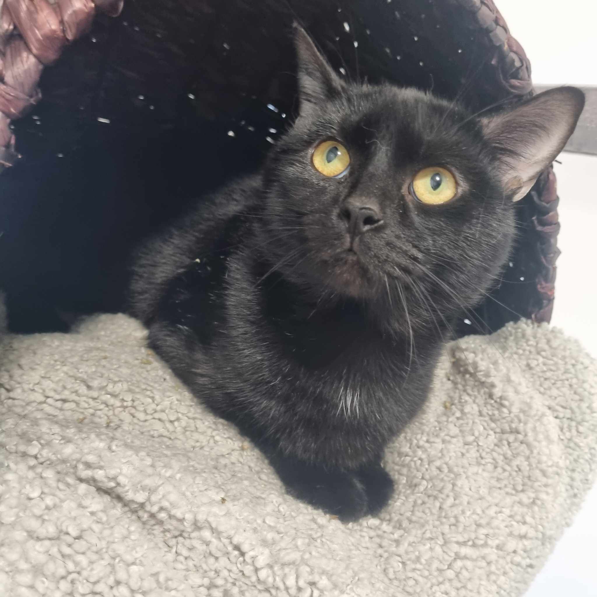 Harry- 2 Year Old Male