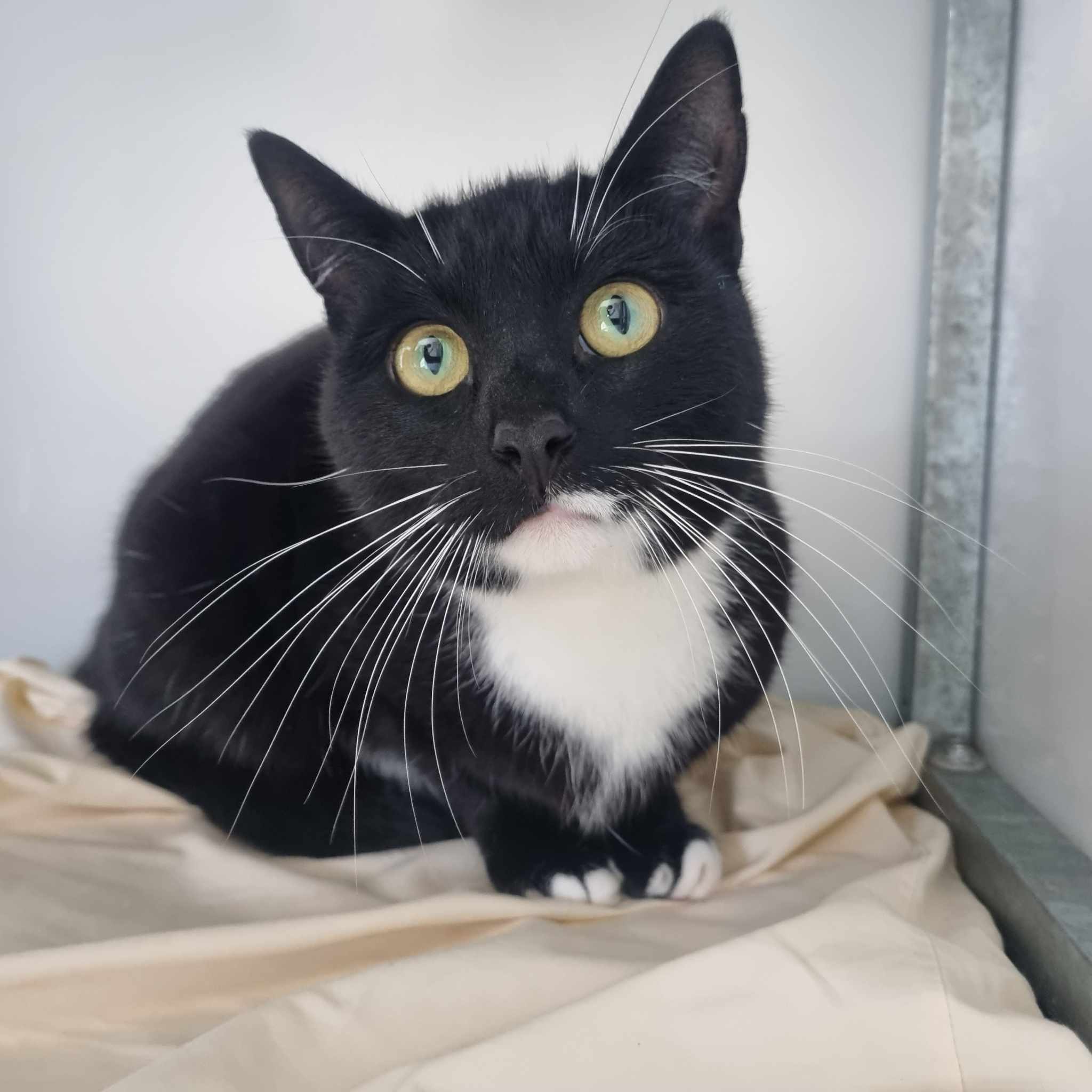 Bee- 2 Year Old Female