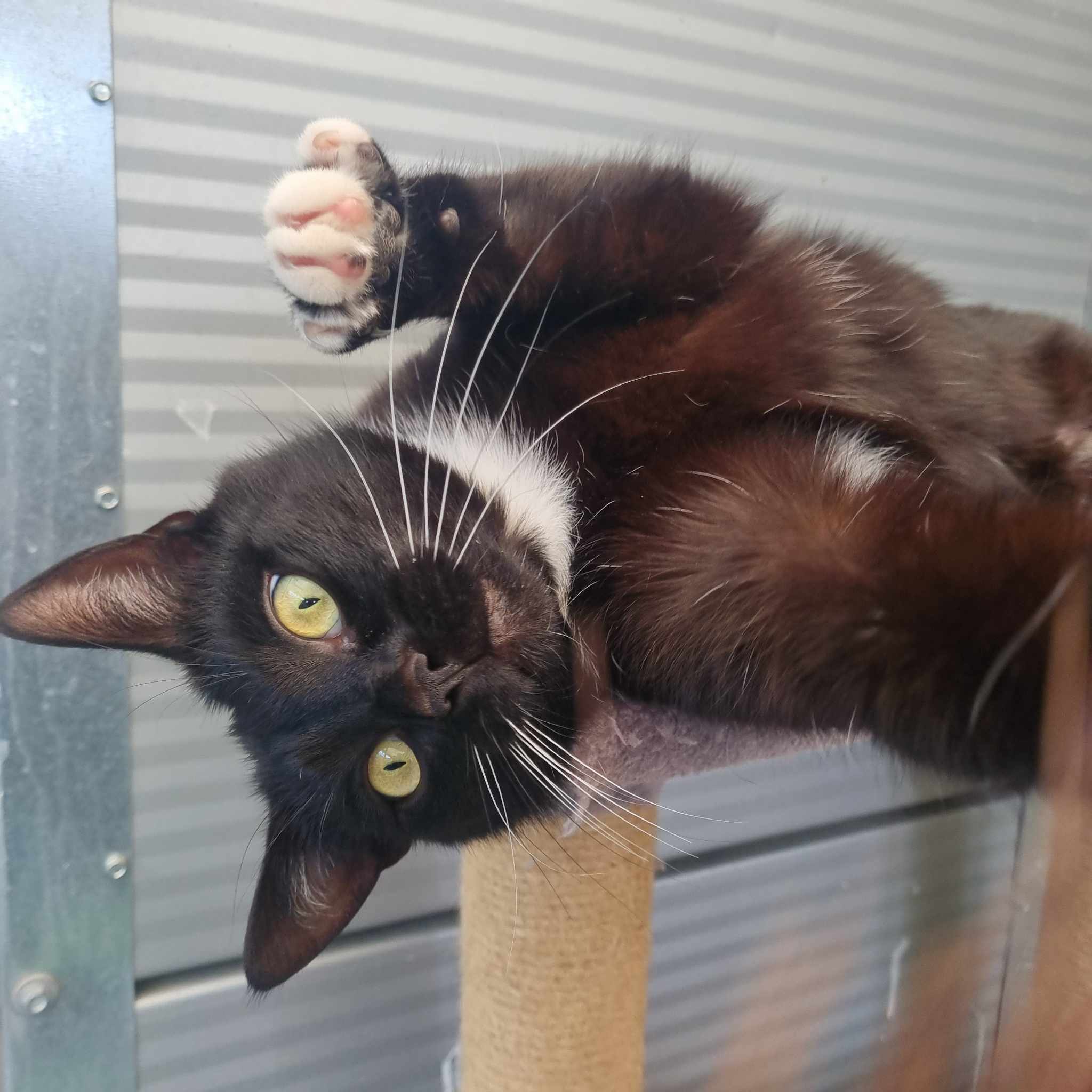 Bumble- 2 Year Old Male