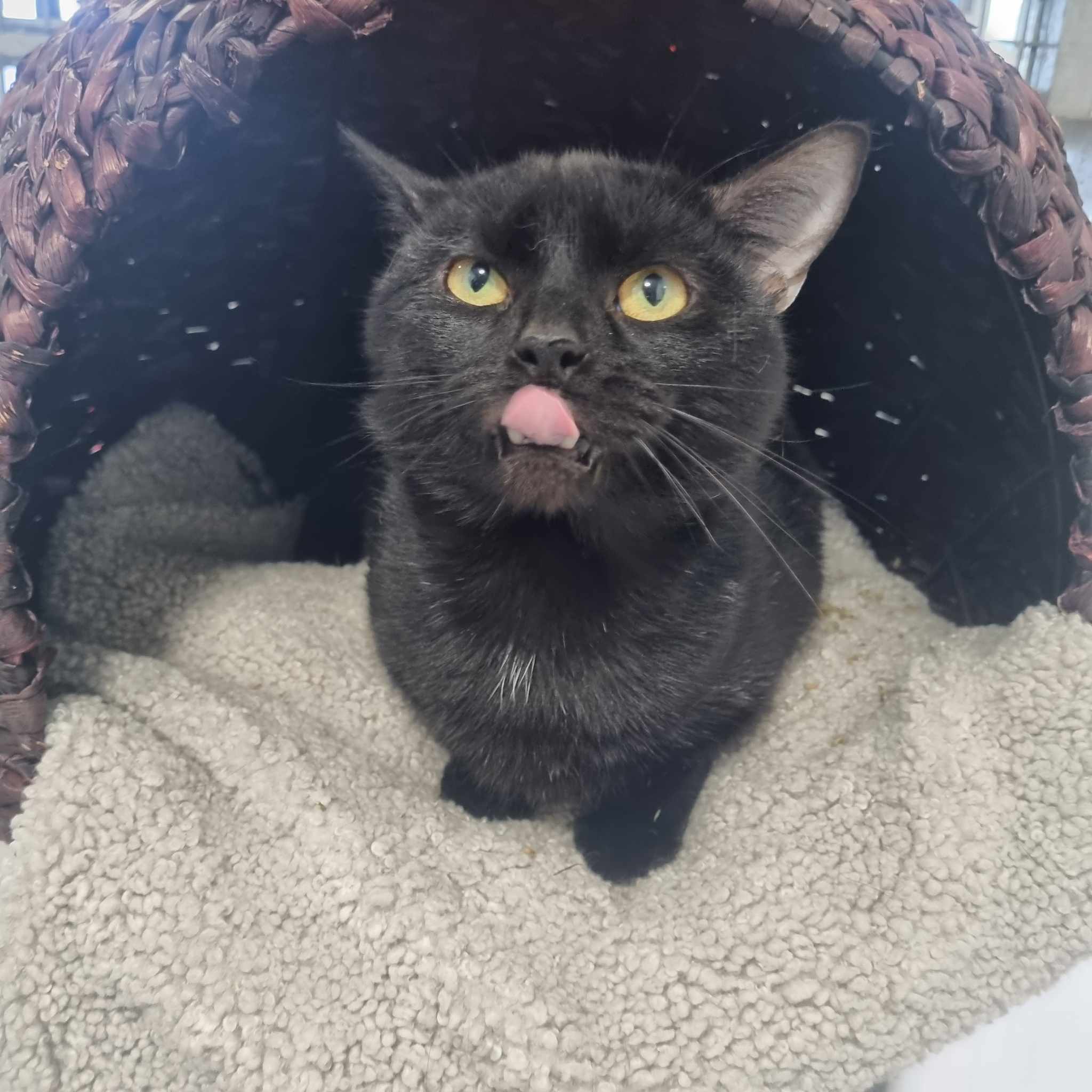 Harry- 2 Year Old Male