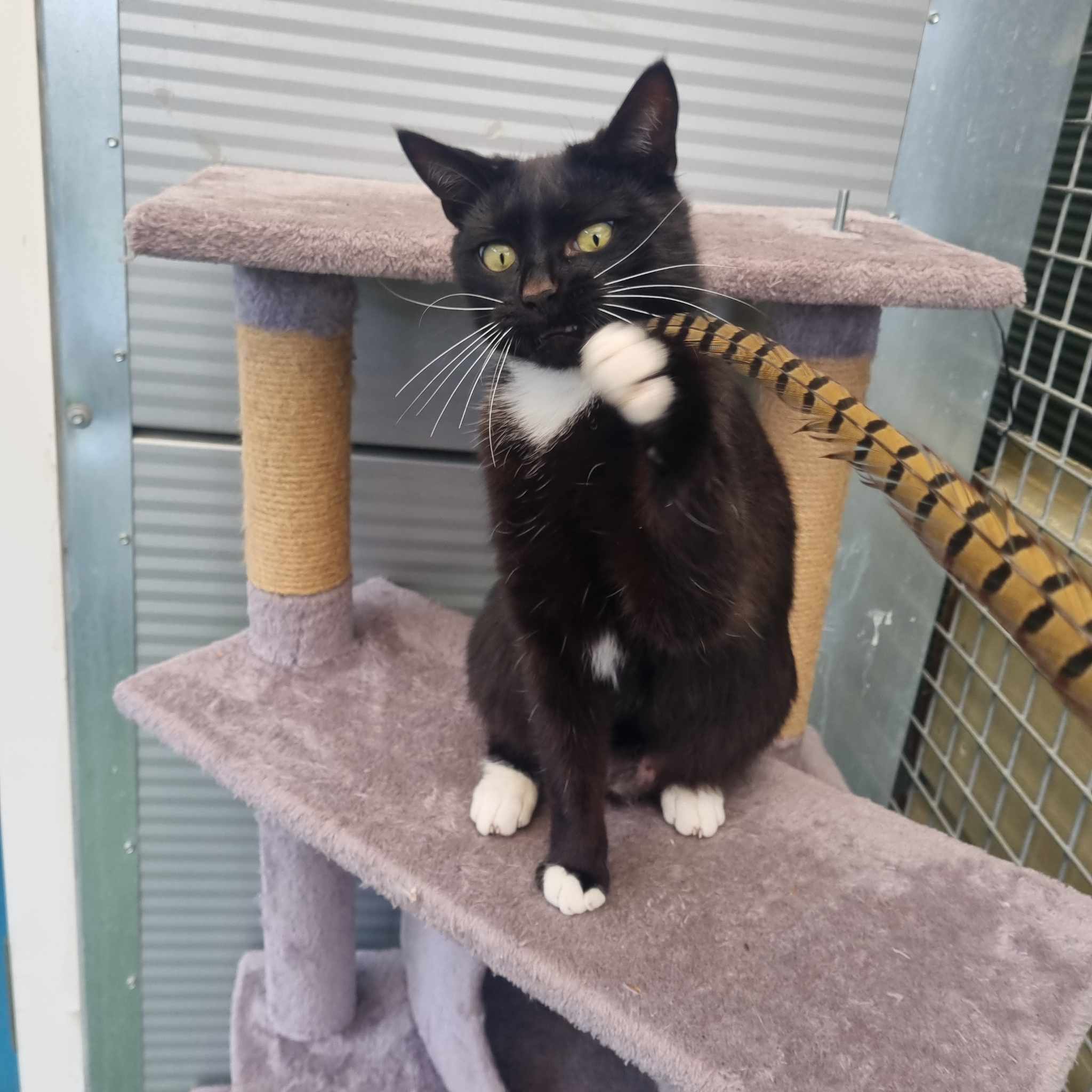 Bumble- 2 Year Old Male