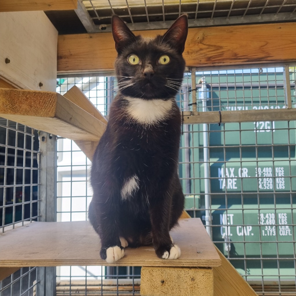 Bumble- 2 Year Old Male