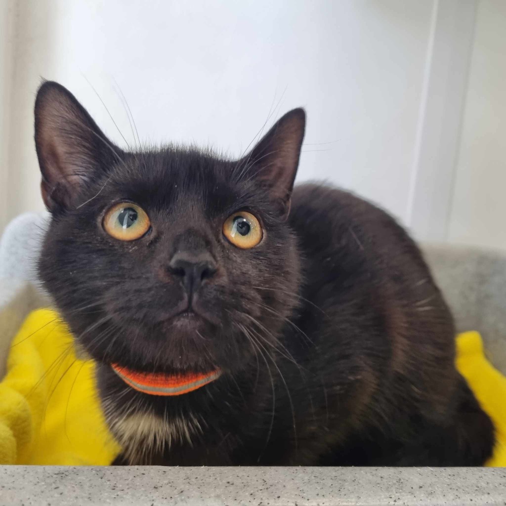 Todd – 7 Month Old Male