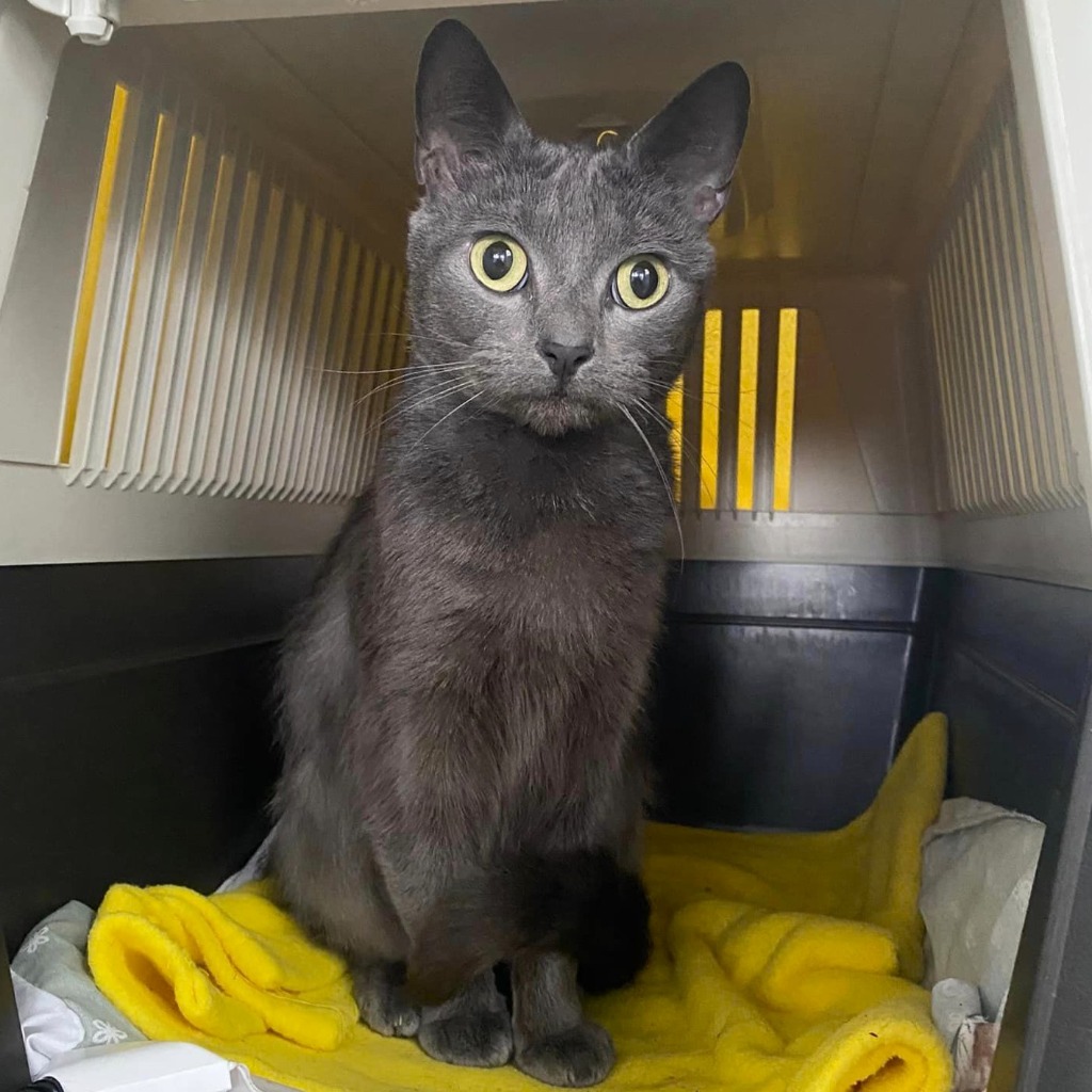 Coral- 3 Year Old Female