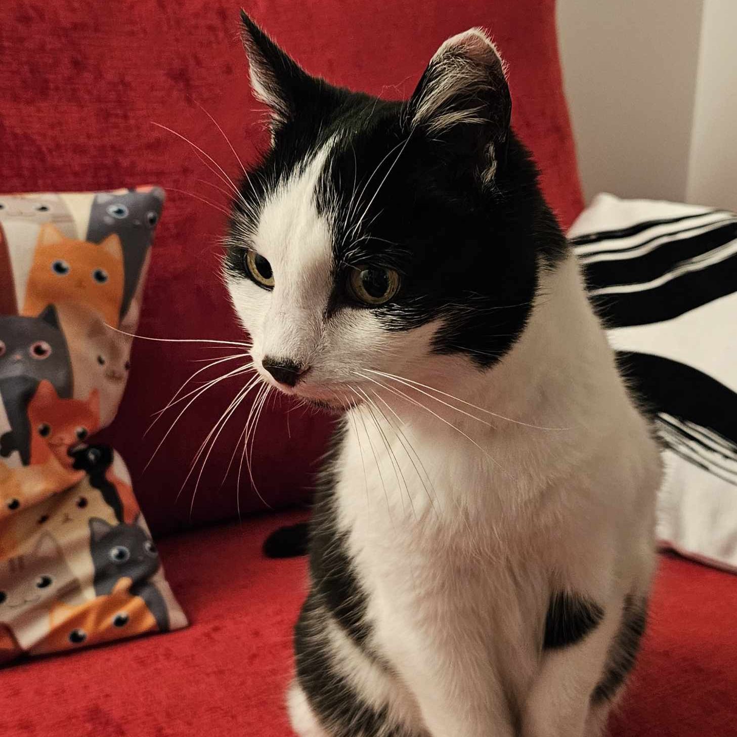 Scarlett – 14 Year Old Female