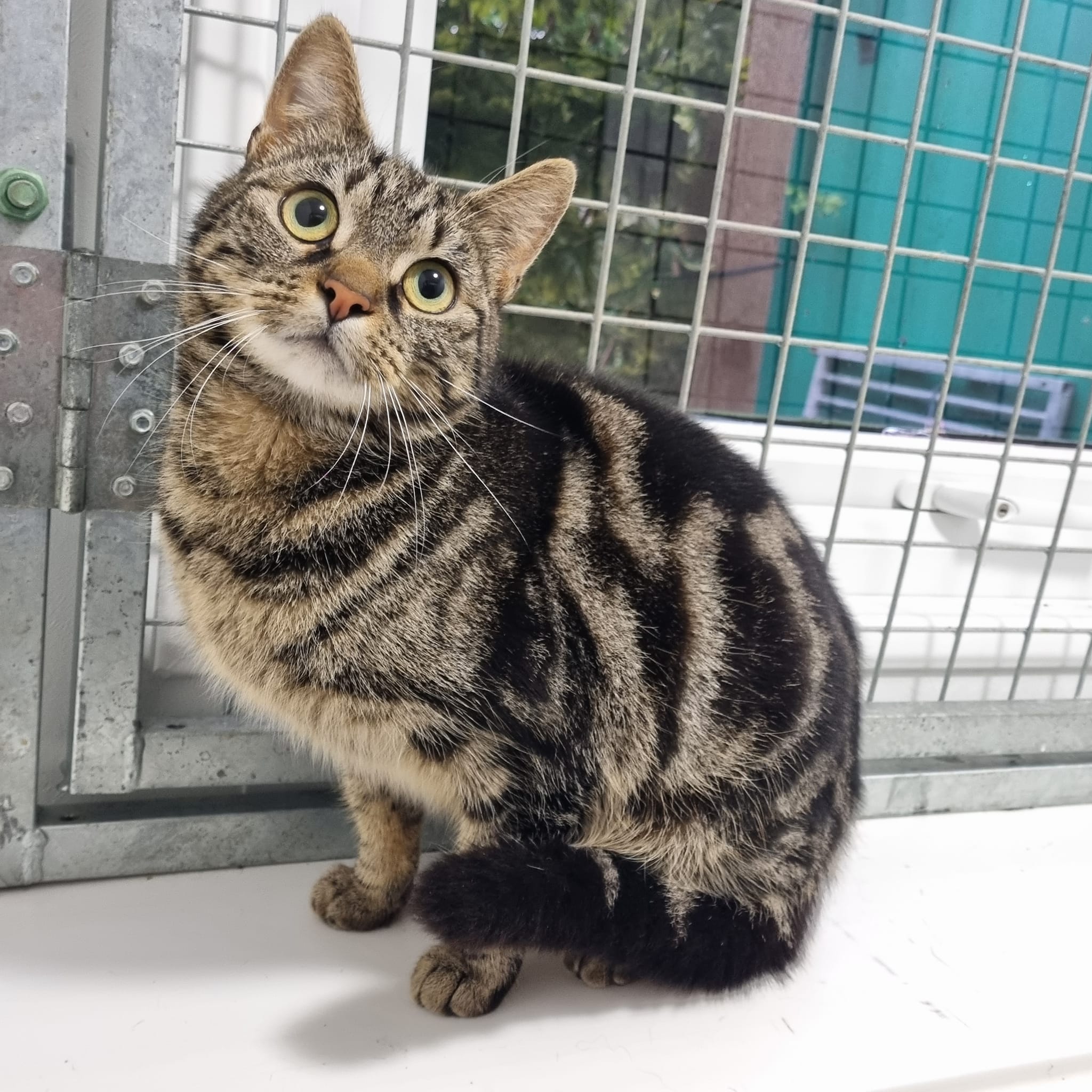 Izzy – 4 Year Old Female – RESERVED