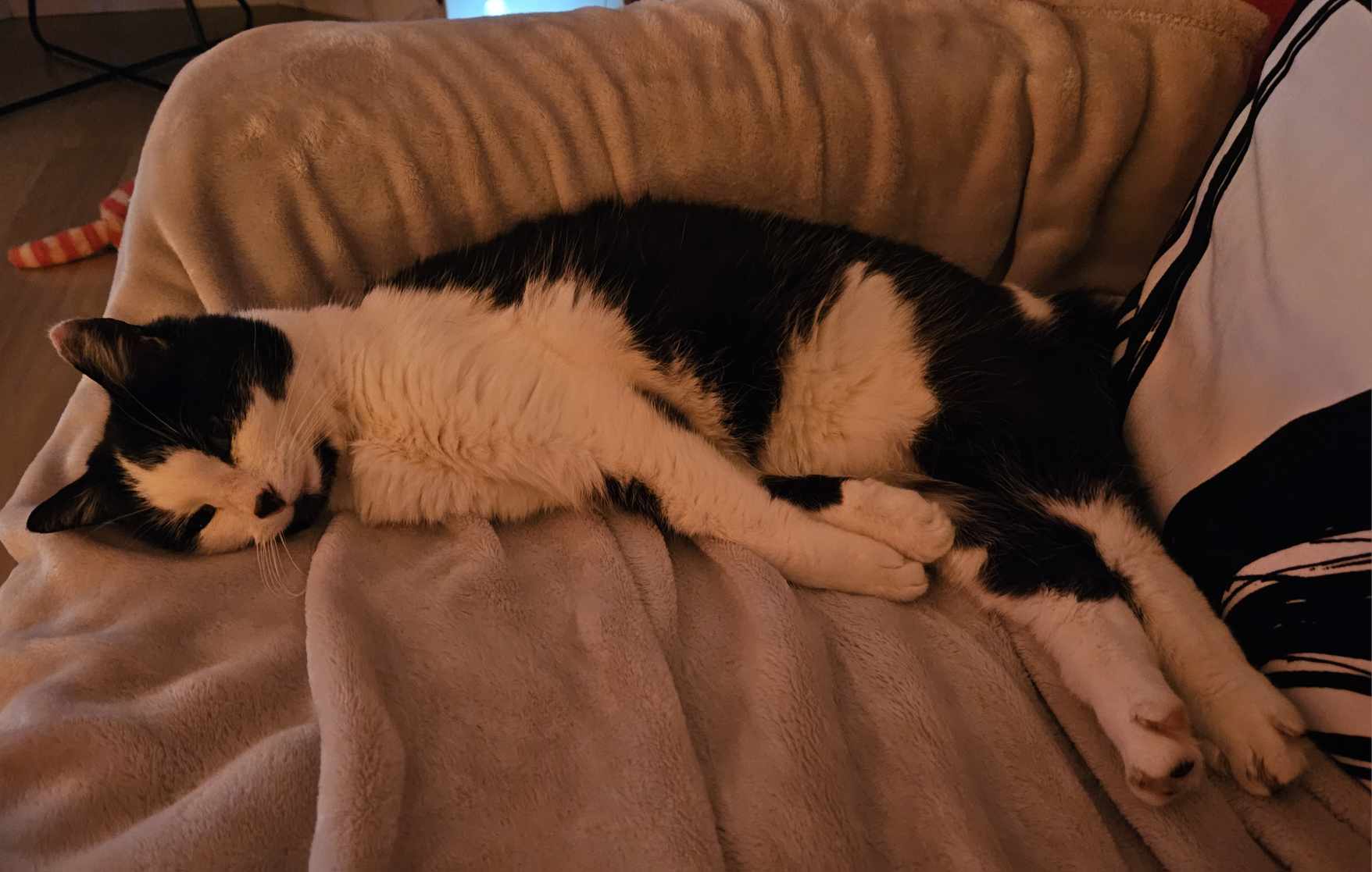 Scarlett – 14 Year Old Female