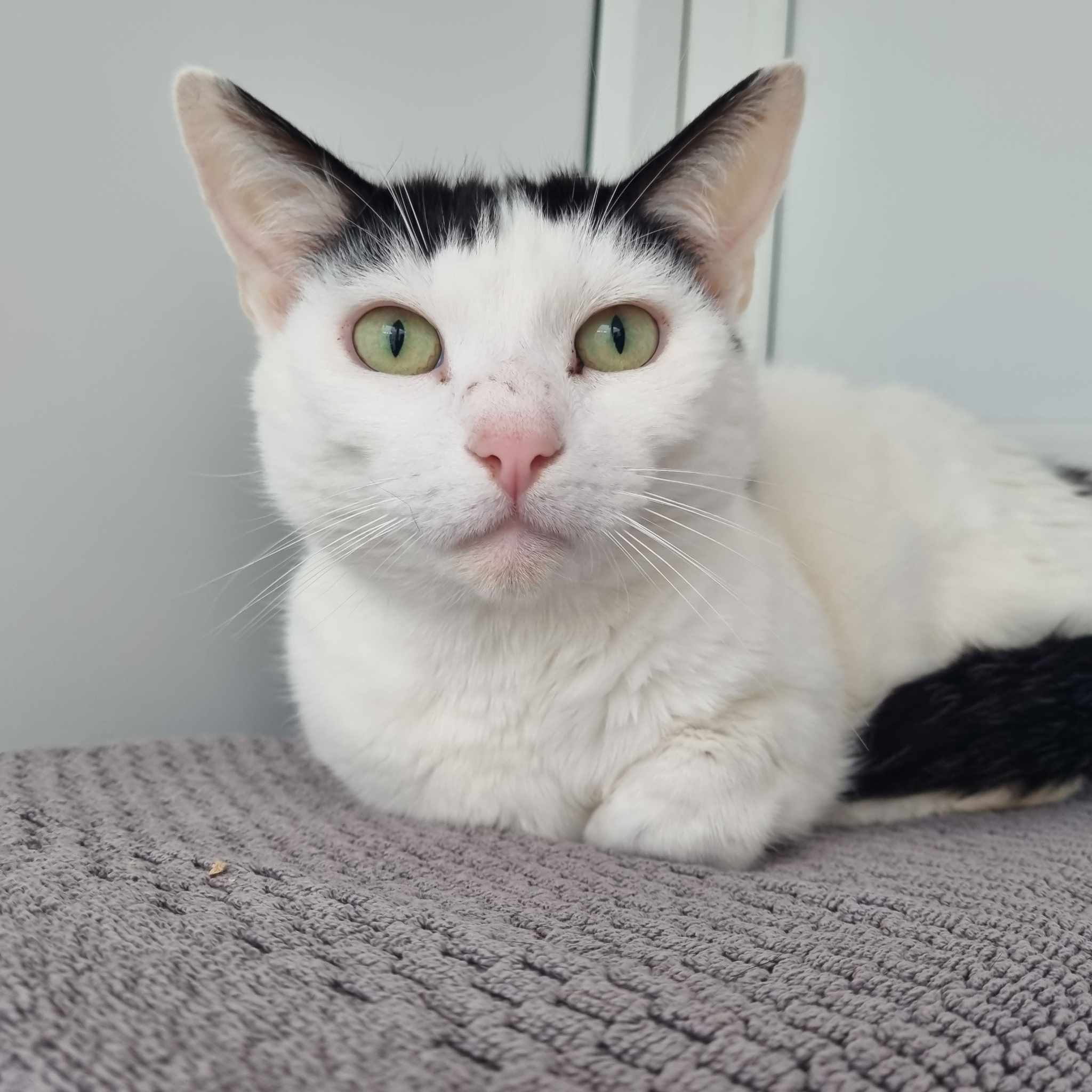 Jacob – 4 Year Old Male- RESERVED
