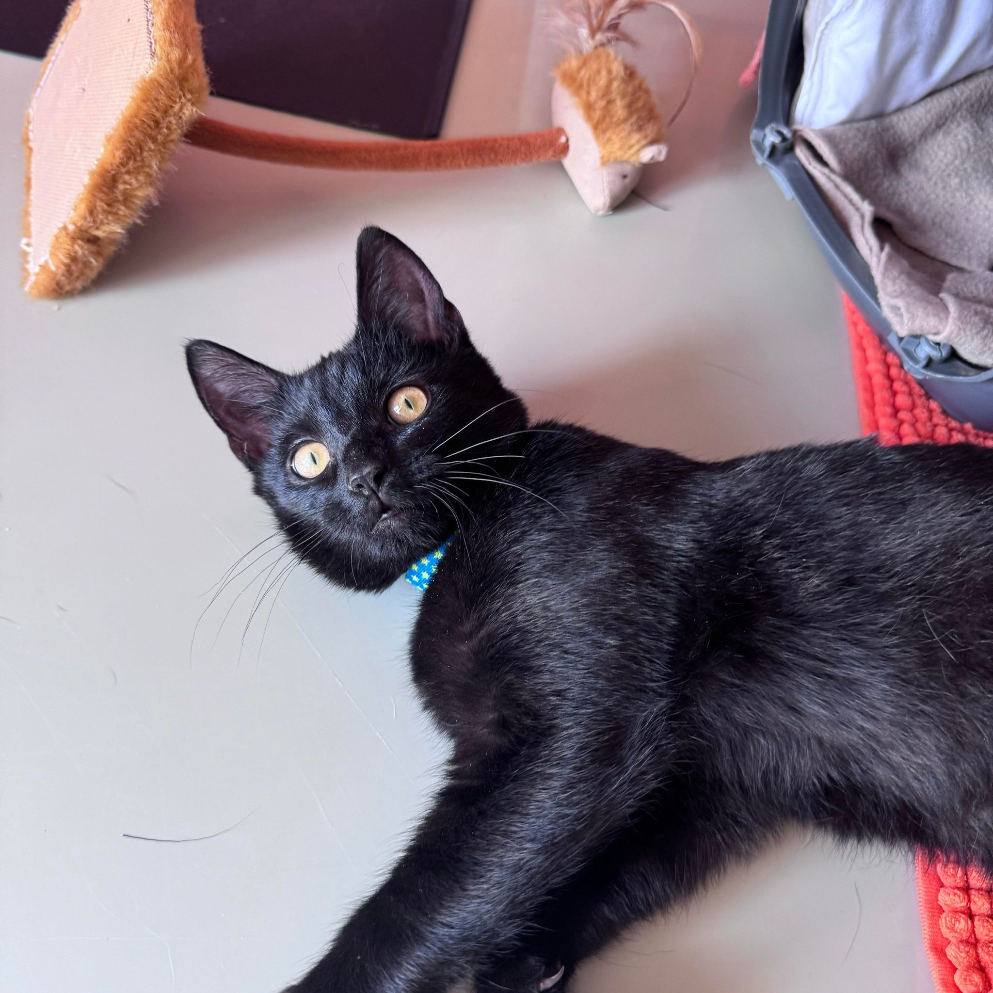 Kanger – 18 Week Old Male – RESERVED