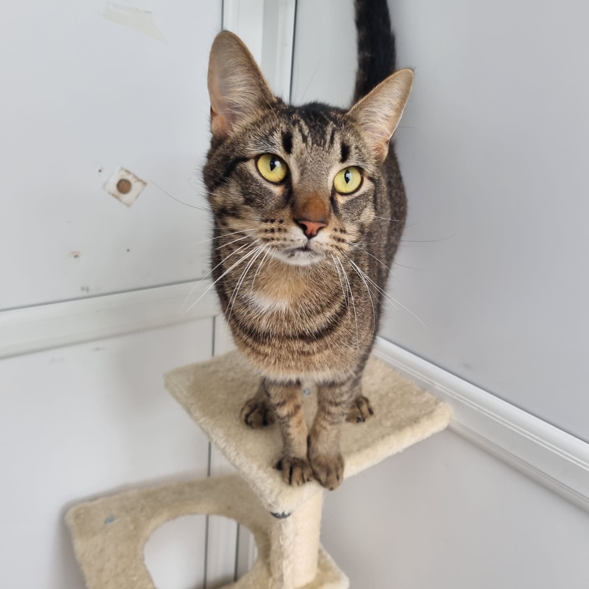 Oliver – 6 Year Old Male- RESERVED