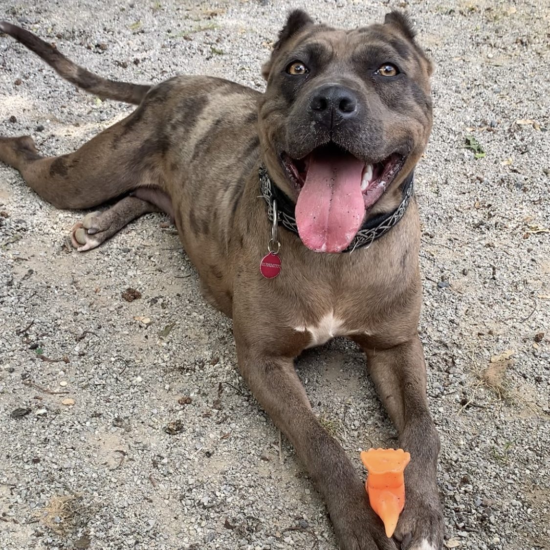 Precious – 2 Year Old Female Mixed Breed RESERVED