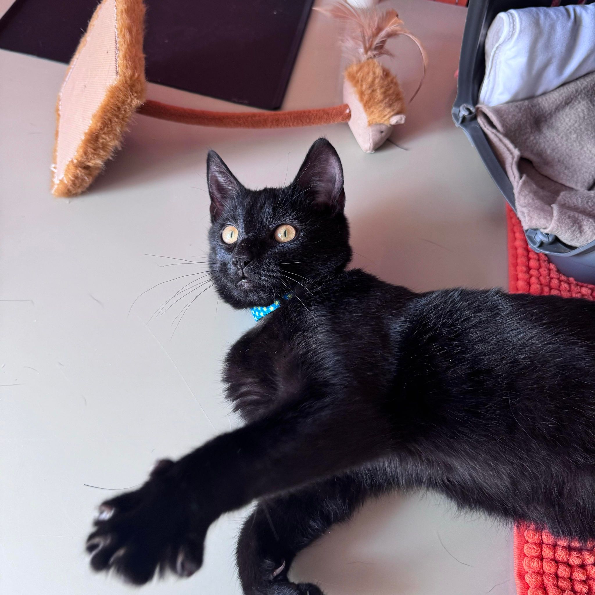 Kanger – 18 Week Old Male – RESERVED