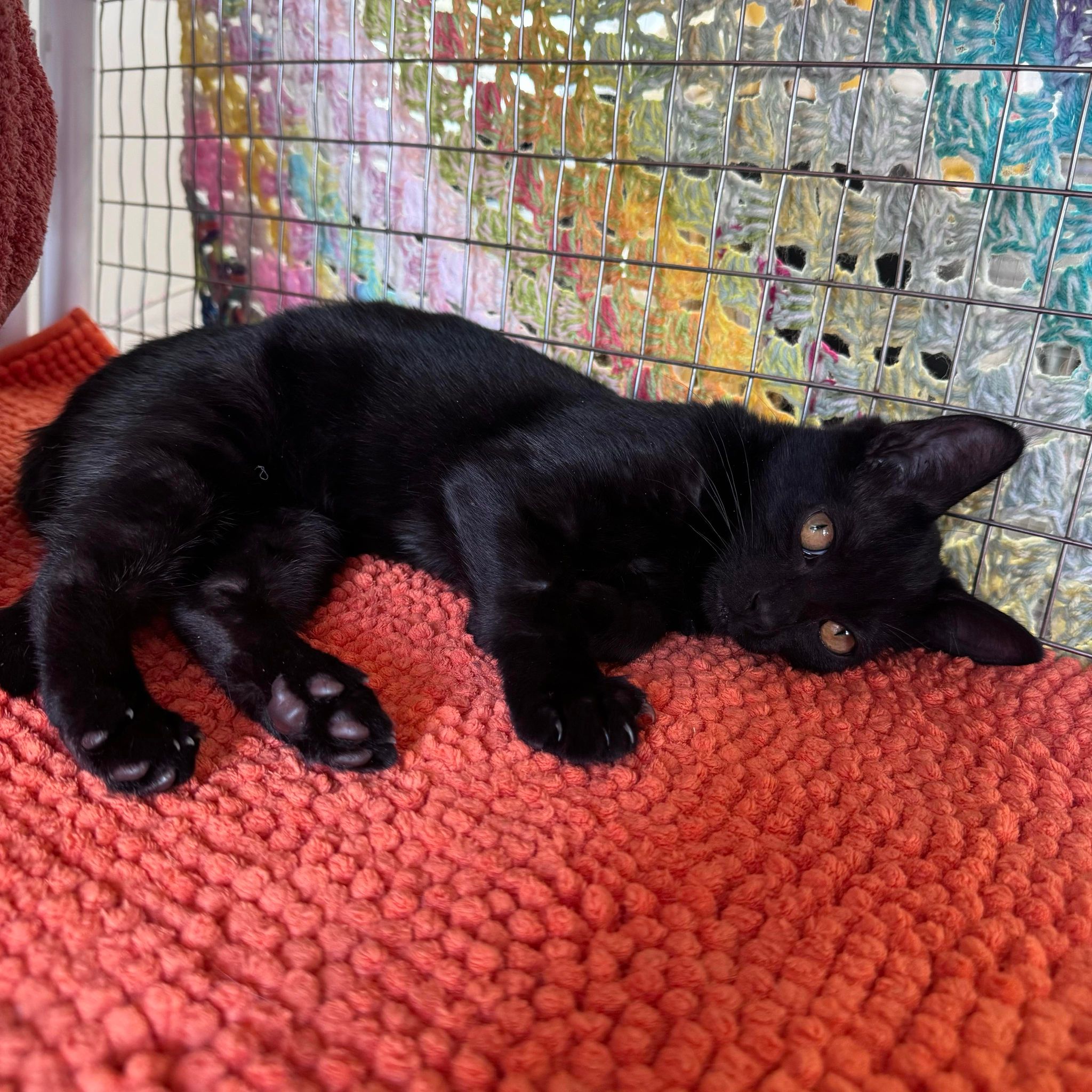 Roo – 18 Week Old Male – RESERVED