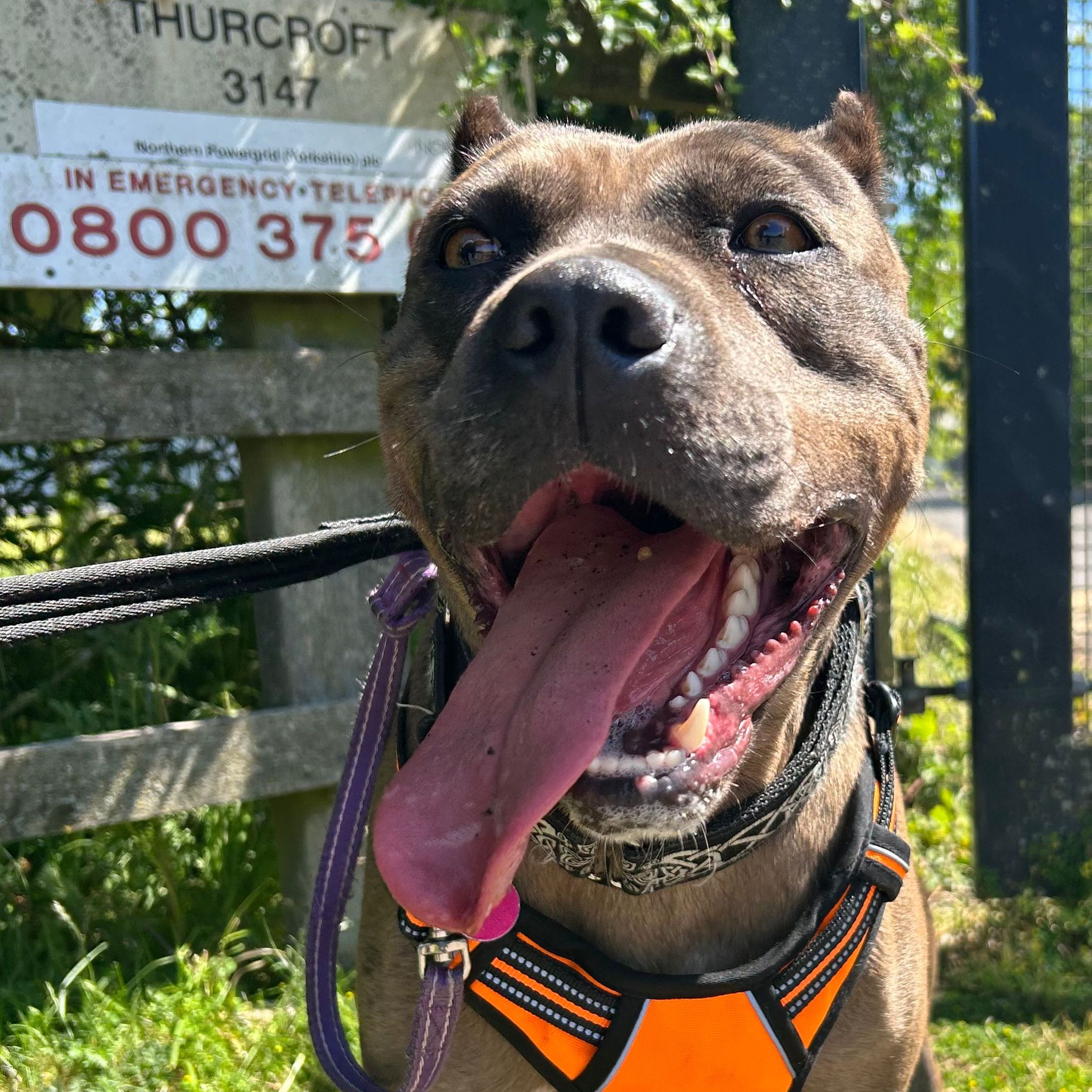 Precious – 2 Year Old Female Mixed Breed RESERVED
