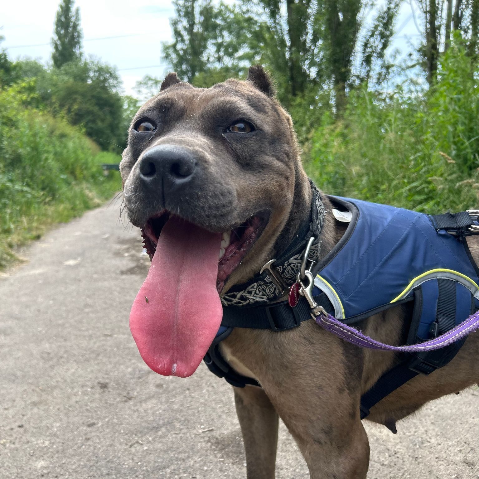 Precious – 2 Year Old Female Mixed Breed RESERVED
