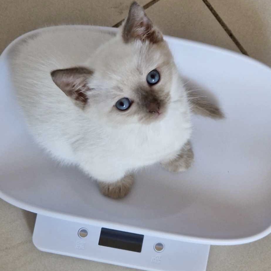 Oliver – 7 Week Old Male – RESERVED