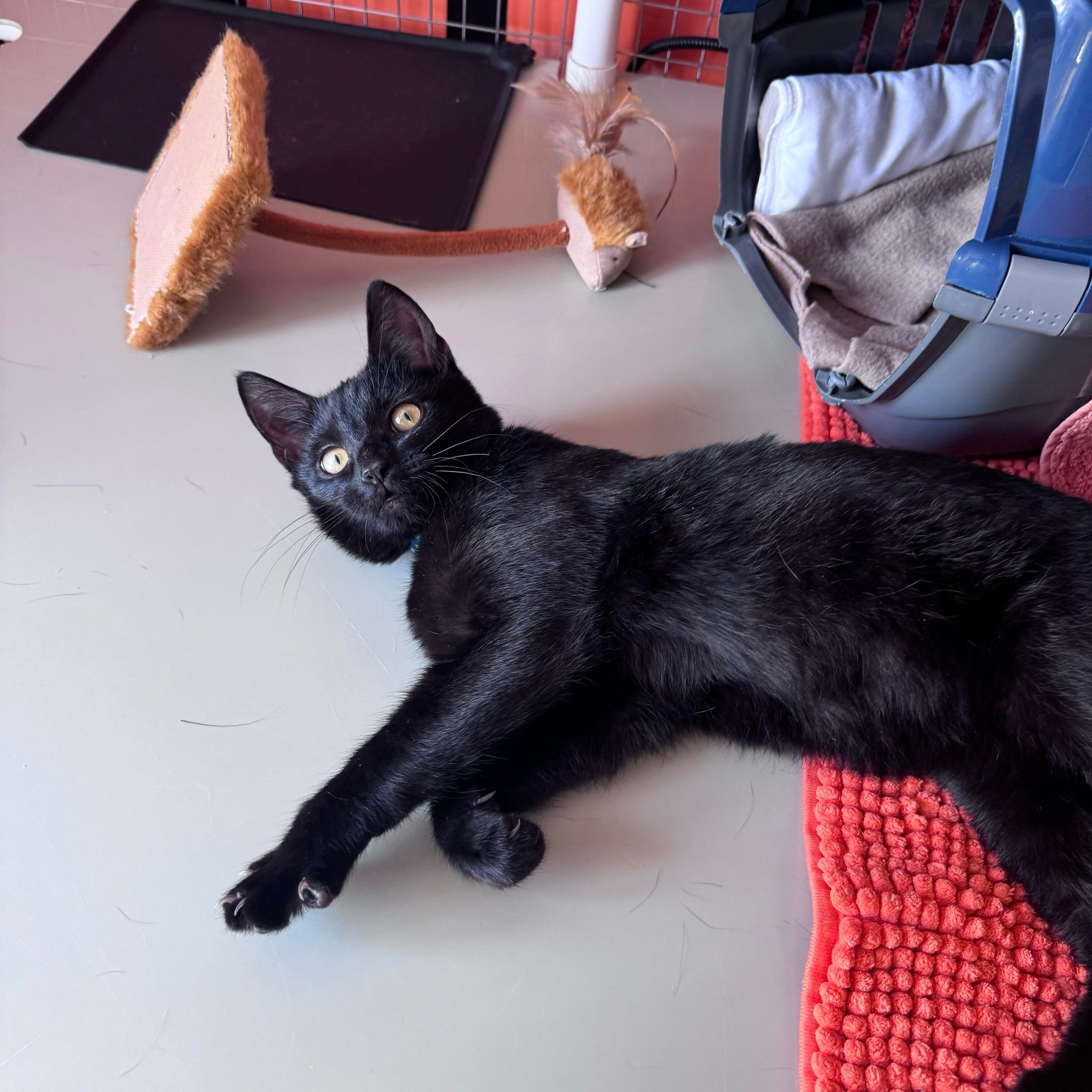 Roo – 18 Week Old Male – RESERVED
