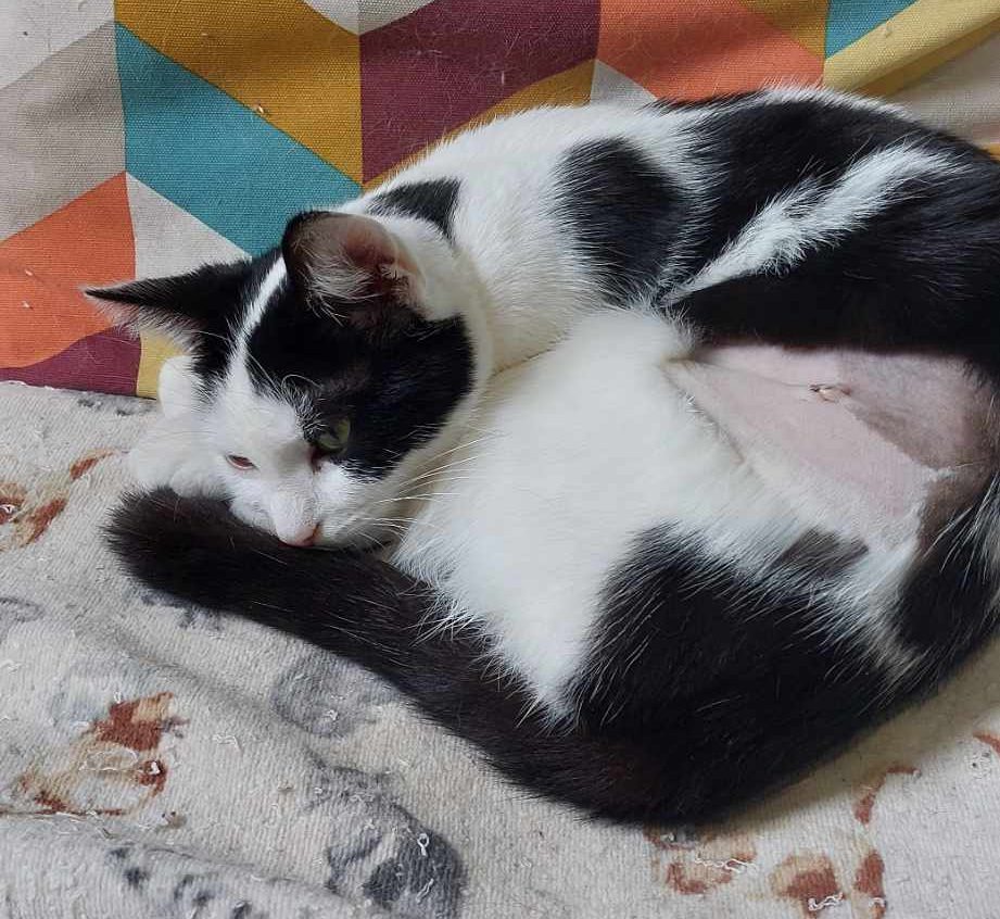 Swifty- 2 Year Old Female