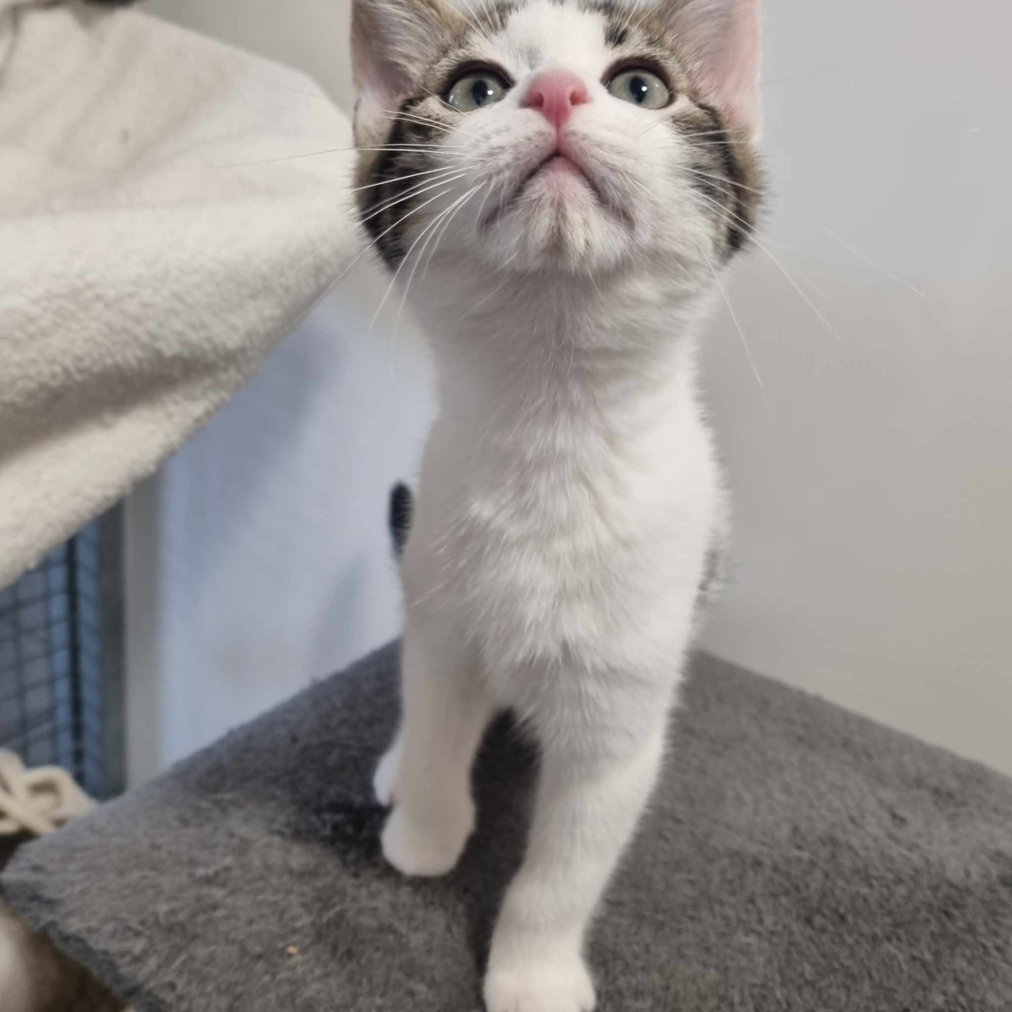 Posty- 10 Week Old Male- RESERVED