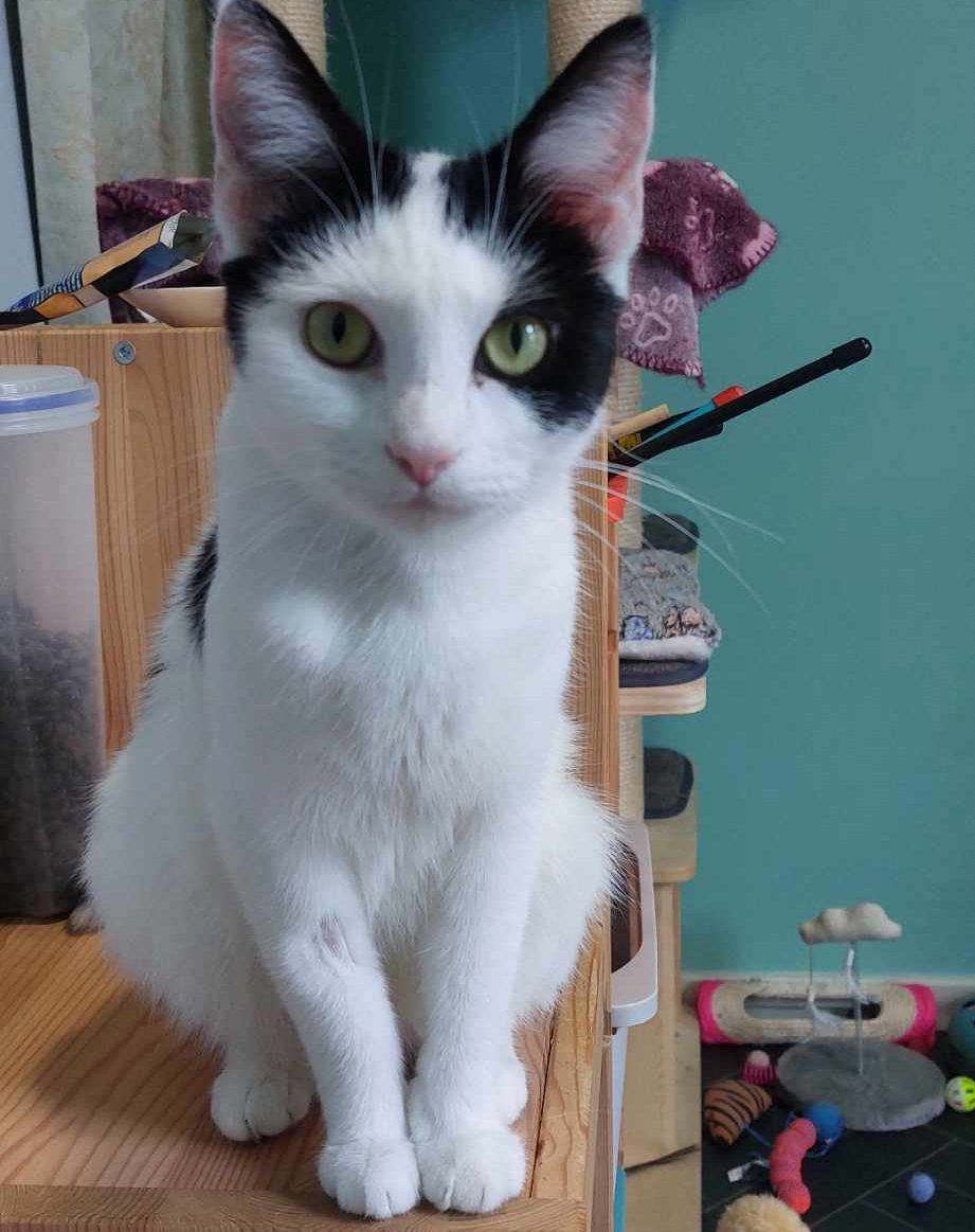 Swifty- 2 Year Old Female