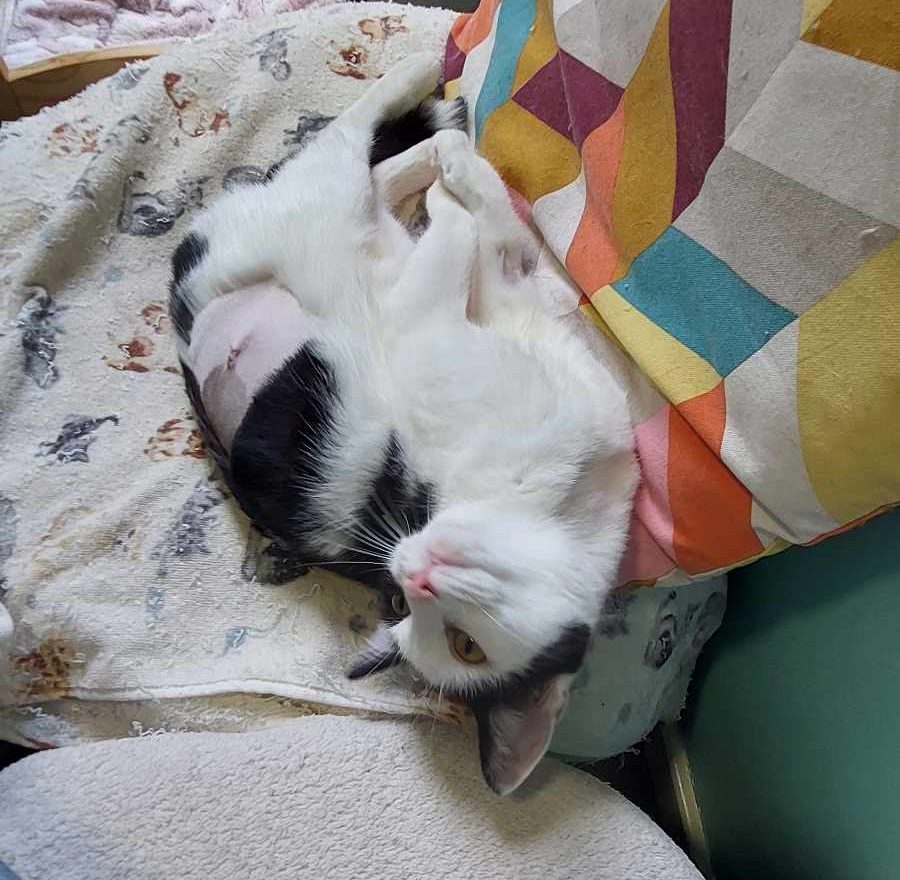 Swifty- 2 Year Old Female
