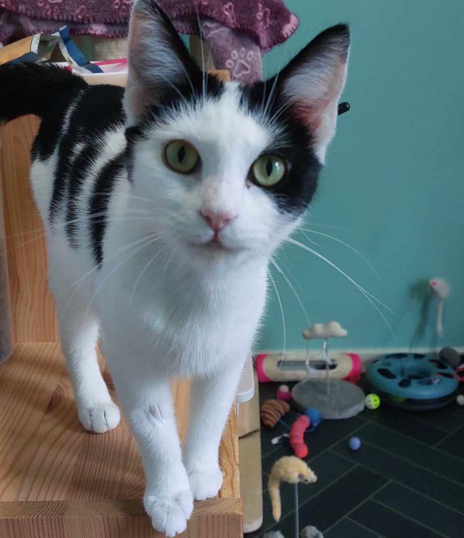 Swifty- 2 Year Old Female