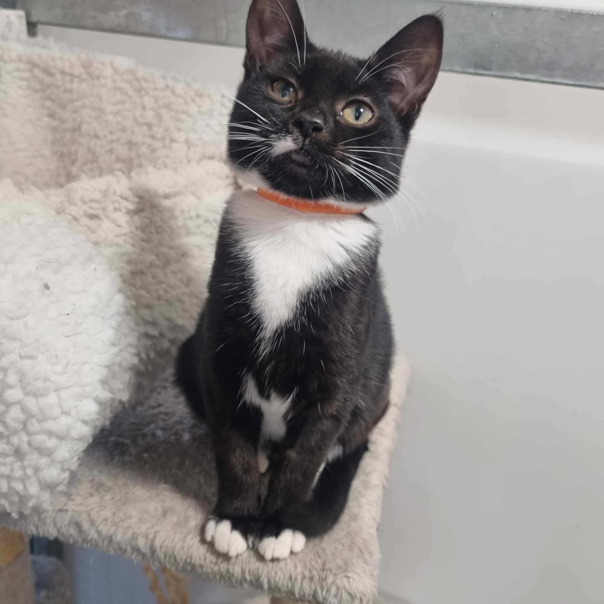 Toast – 17 Week Old Female- RESERVED