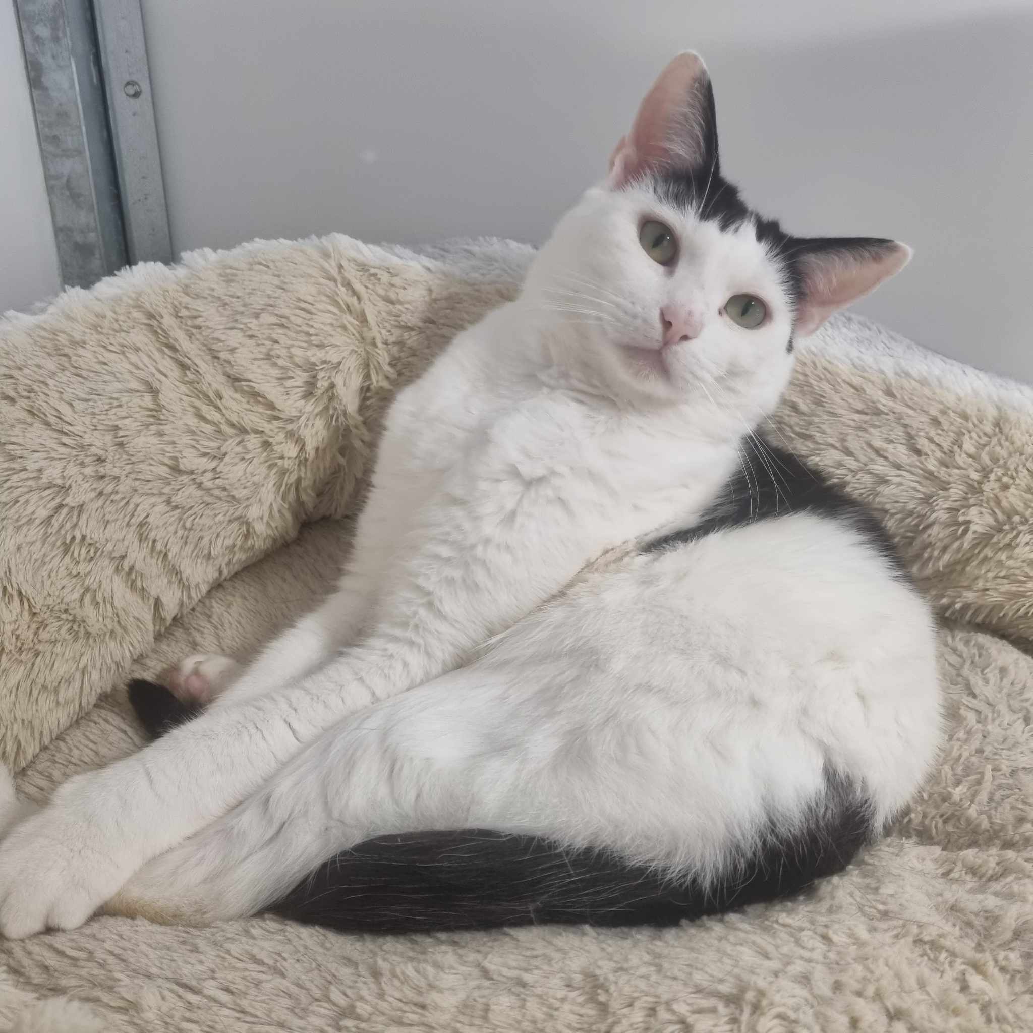 Jacob – 4 Year Old Male- RESERVED