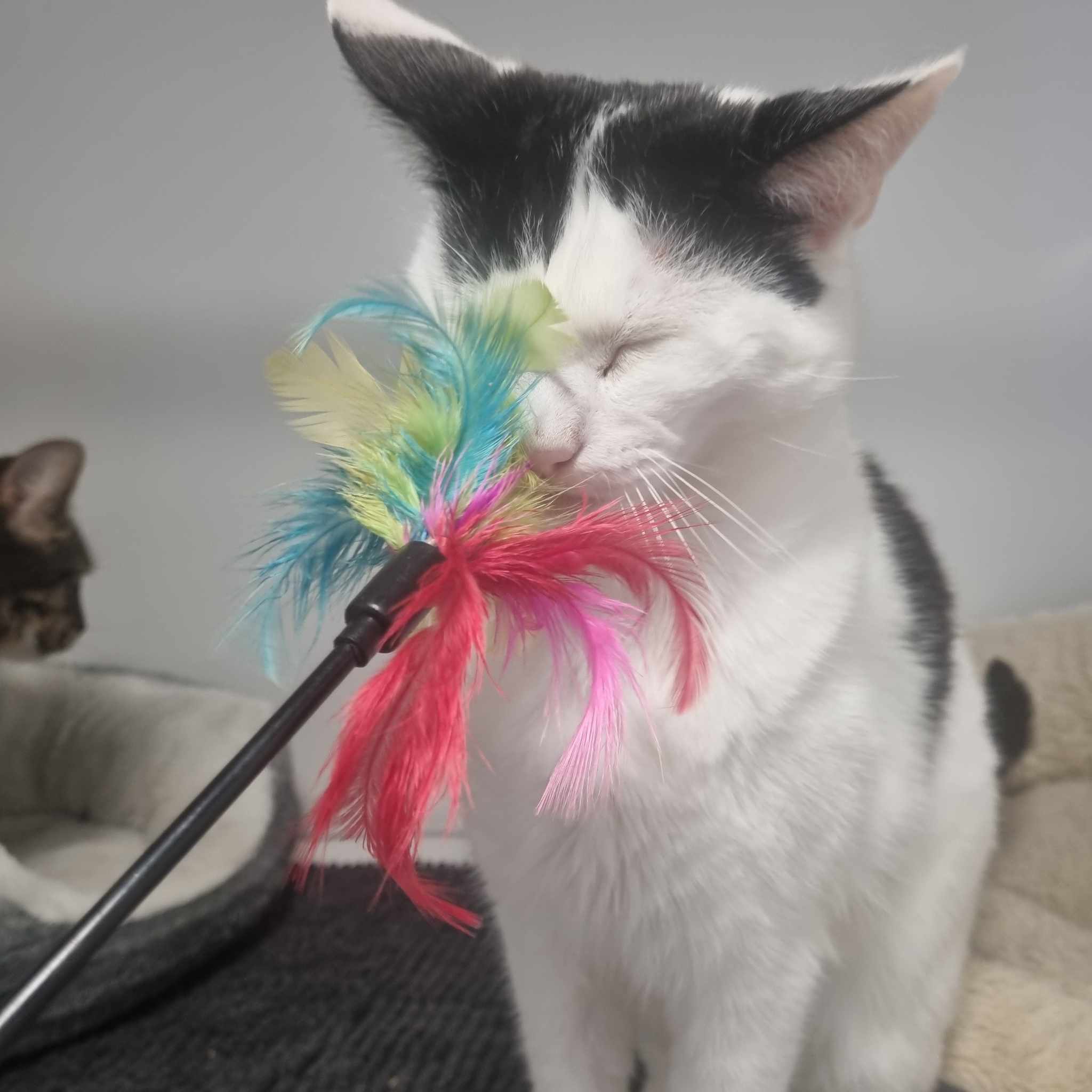 Jacob – 4 Year Old Male- RESERVED