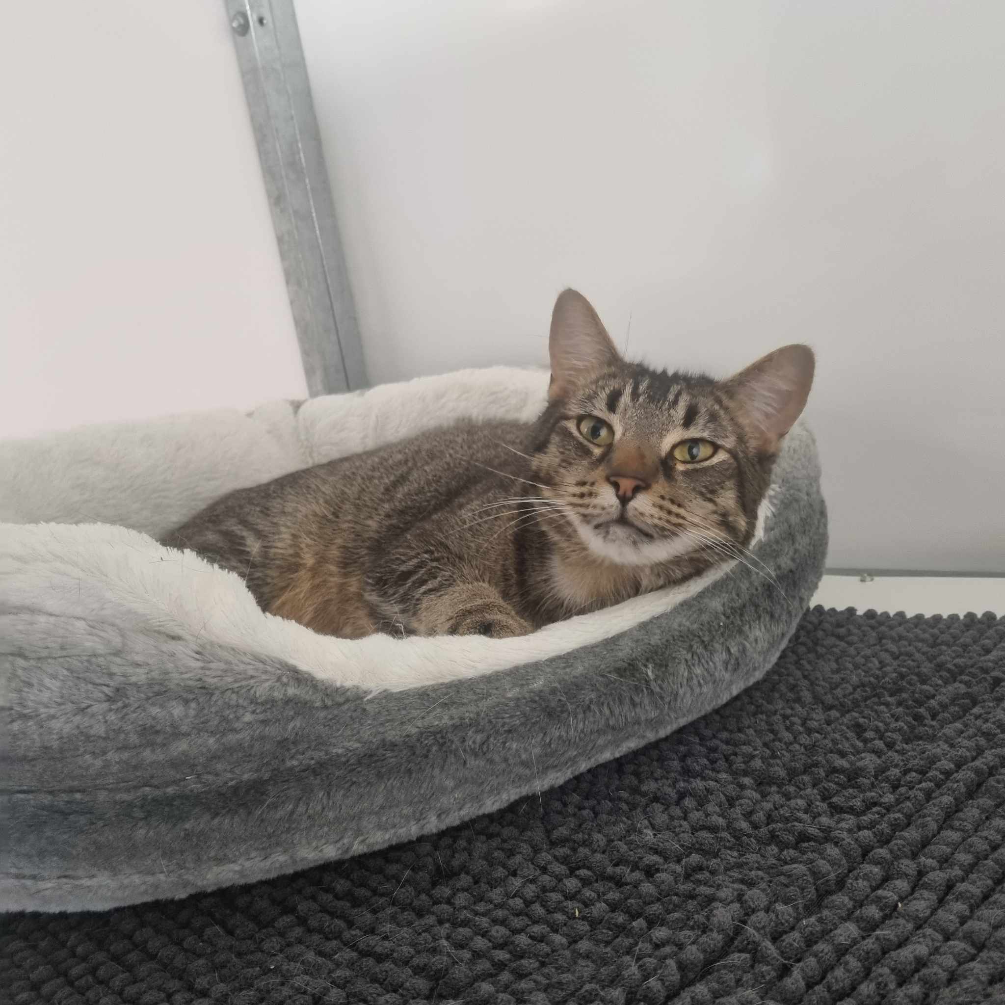 Oliver – 6 Year Old Male- RESERVED