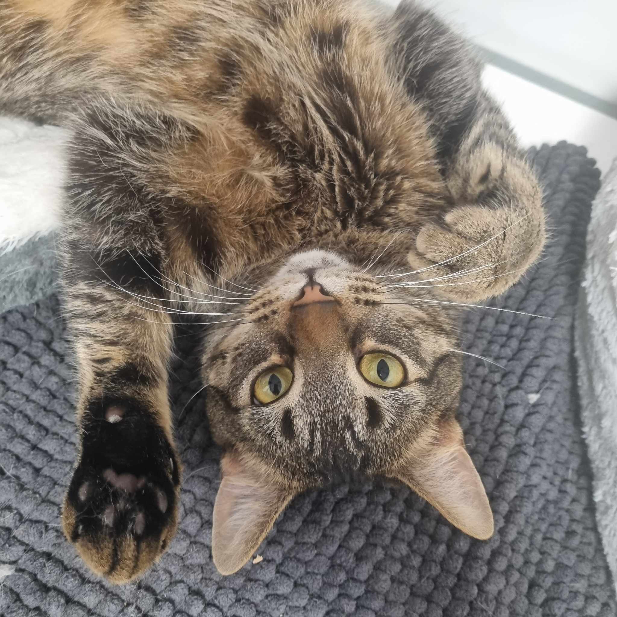 Oliver – 6 Year Old Male- RESERVED