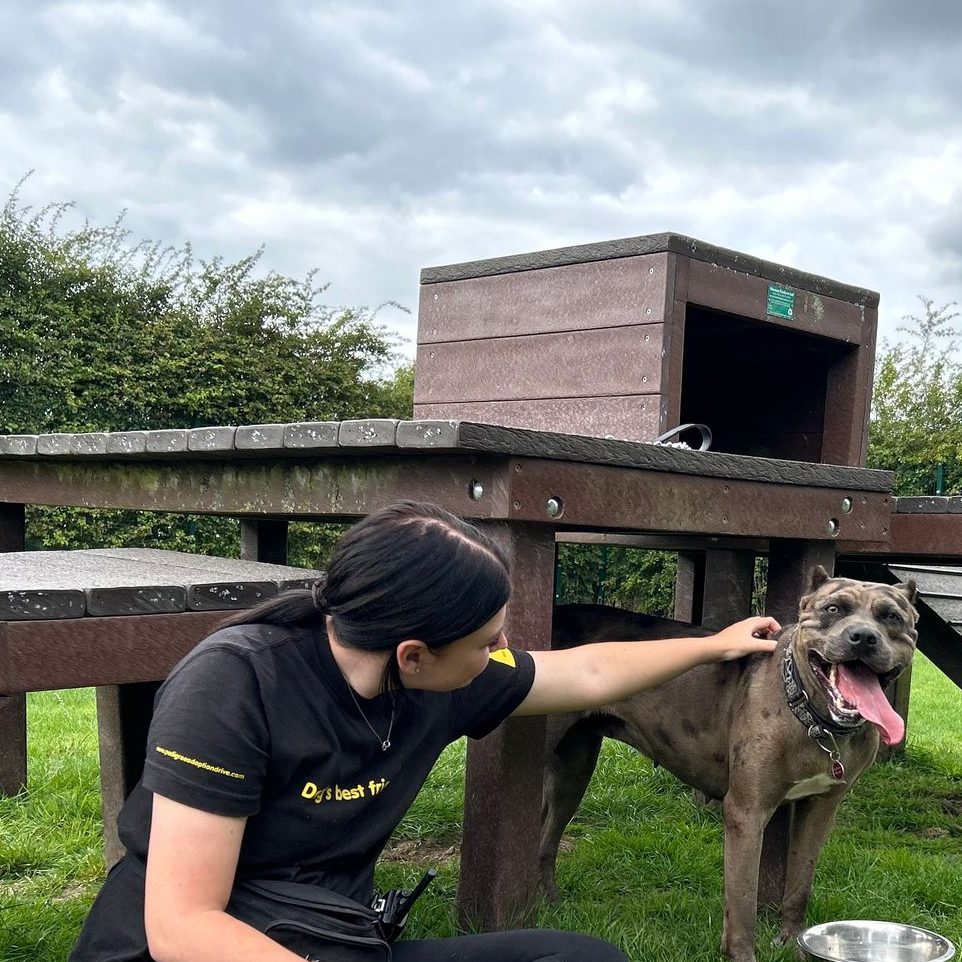 Precious – 2 Year Old Female Mixed Breed RESERVED