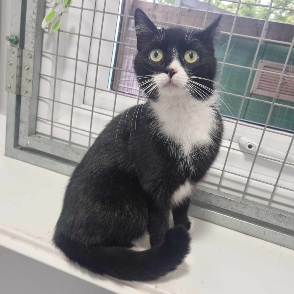 Honey – 2 Year Old Female- Reserved