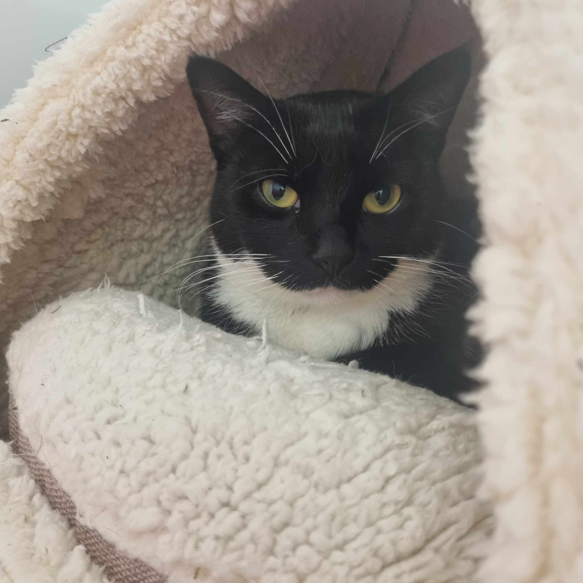 Sweetpea- 3 Year Old Female – RESERVED