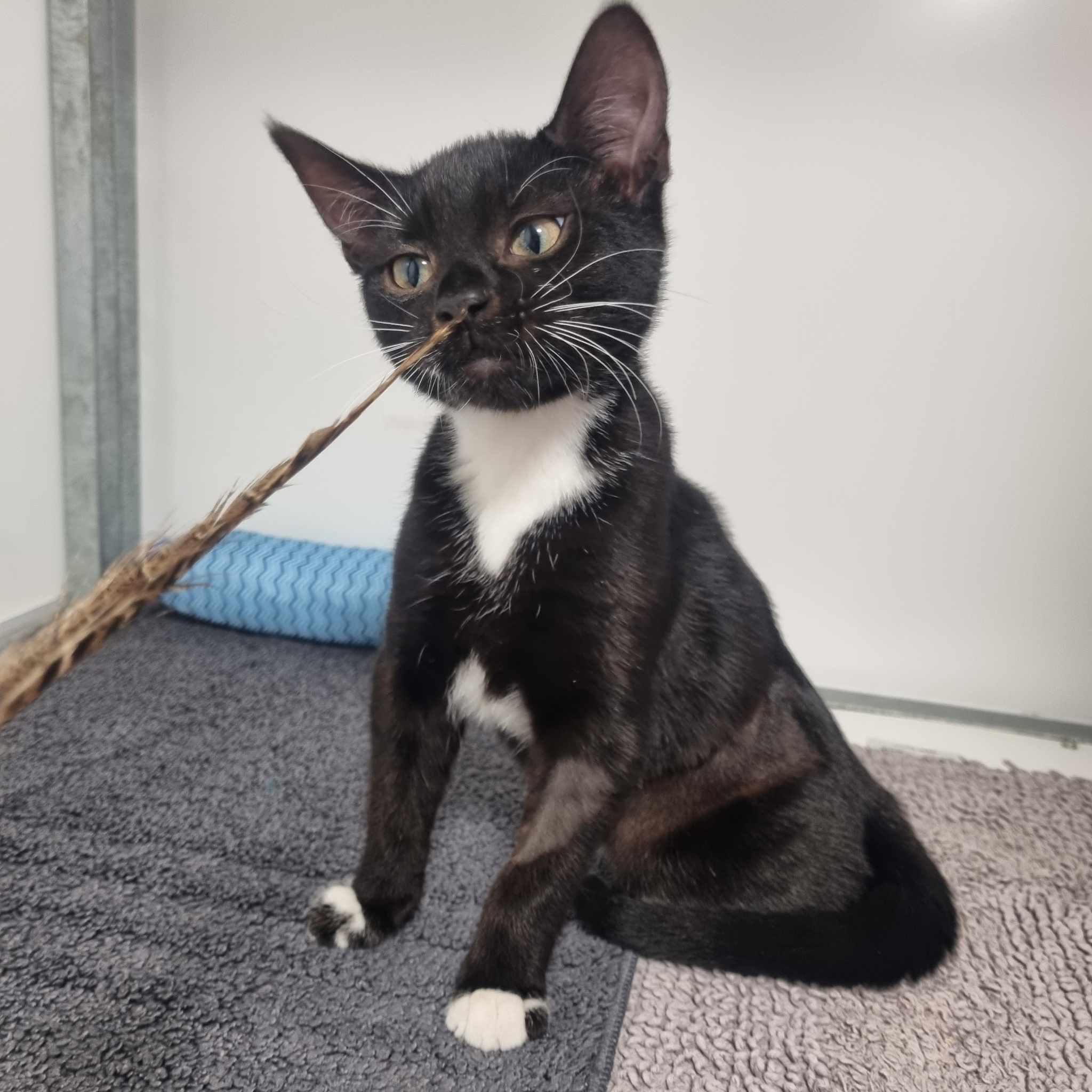Bean- 17 Week Old Female- RESERVED