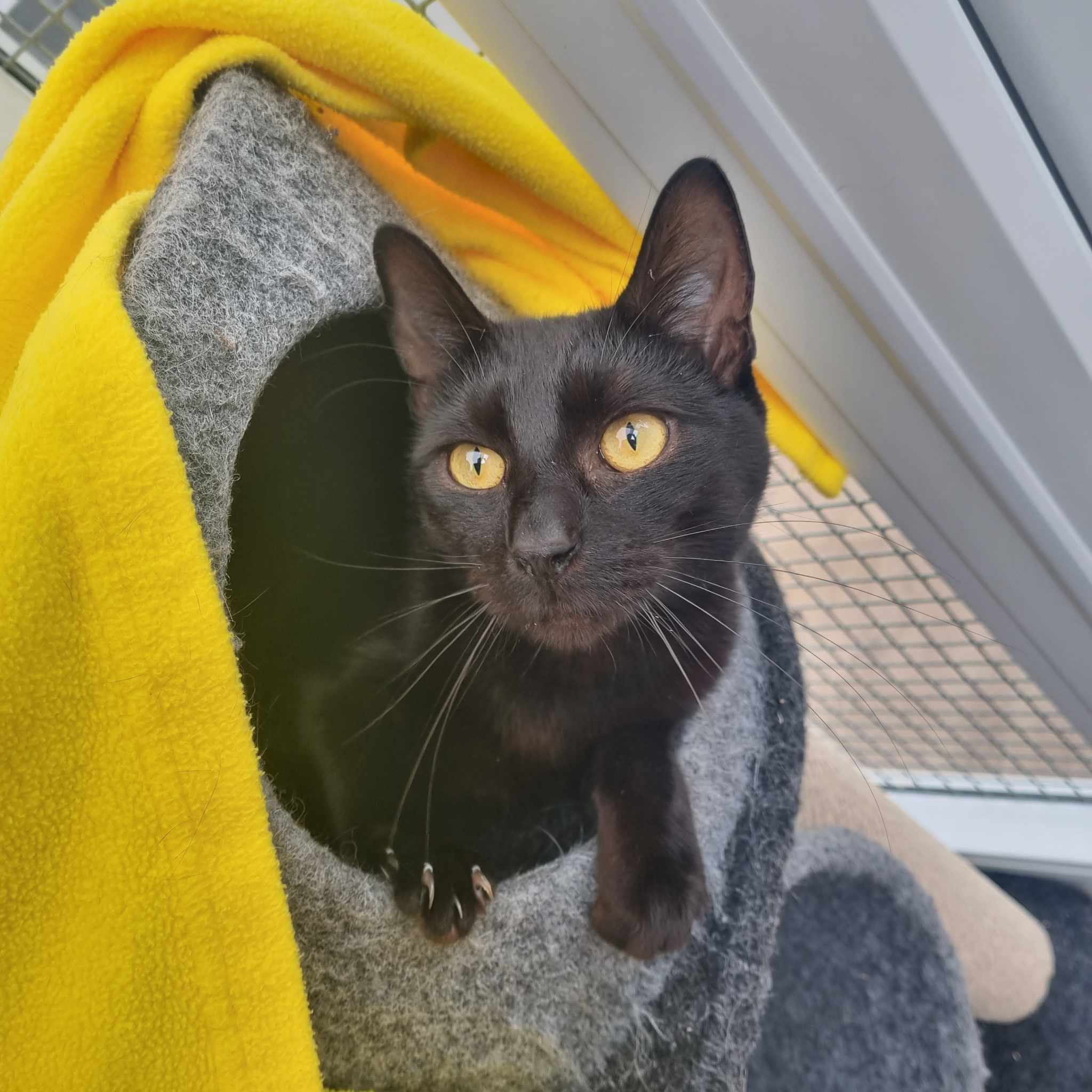 Arrow-6 Month Old Male- Available soon