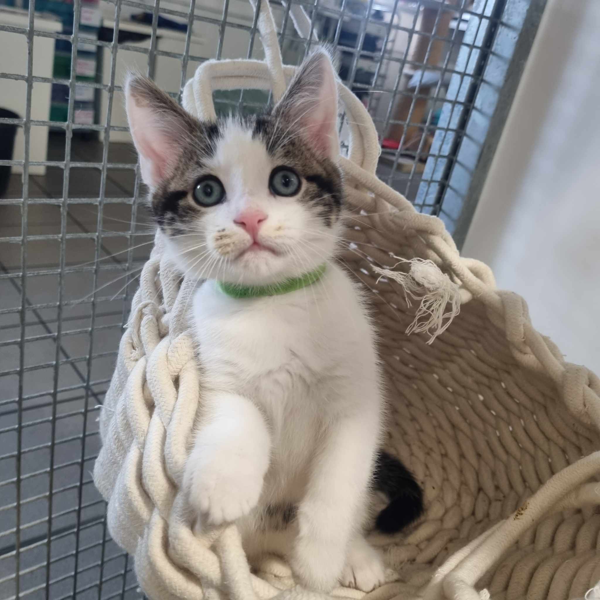 Billy- 10 Week Old Male- RESERVED