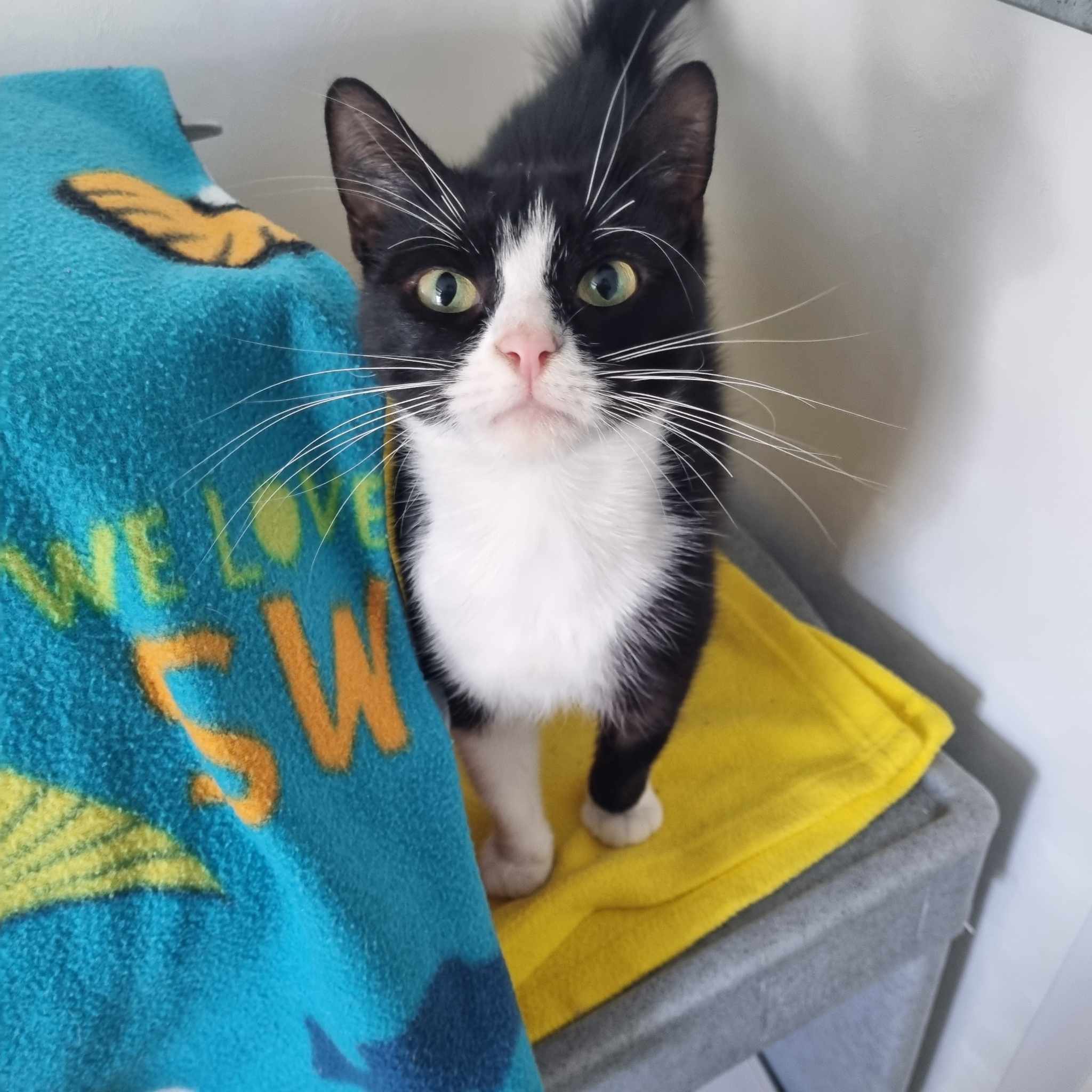 Judy- 3 Year Old Female