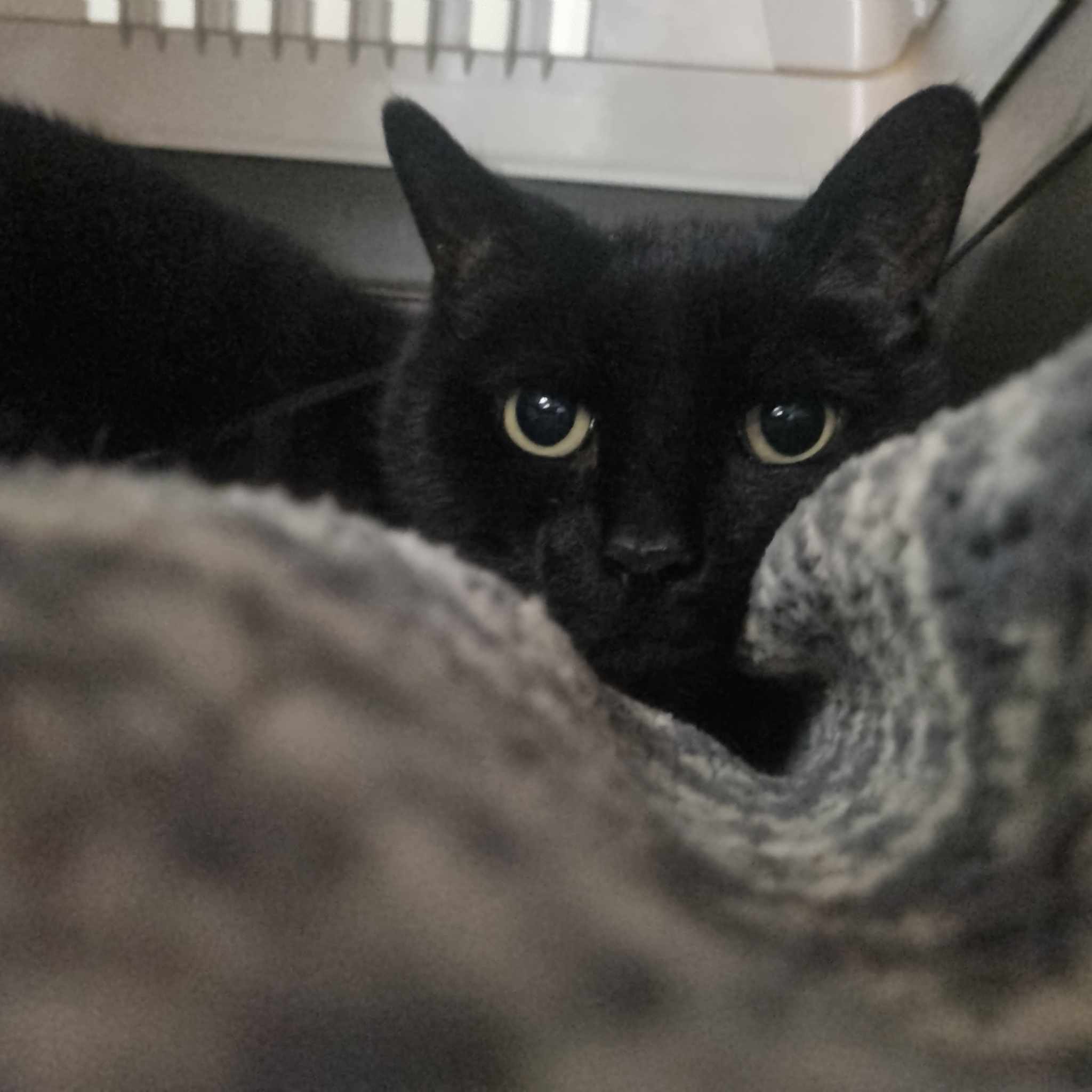 Sampson- 11 Year Old Male