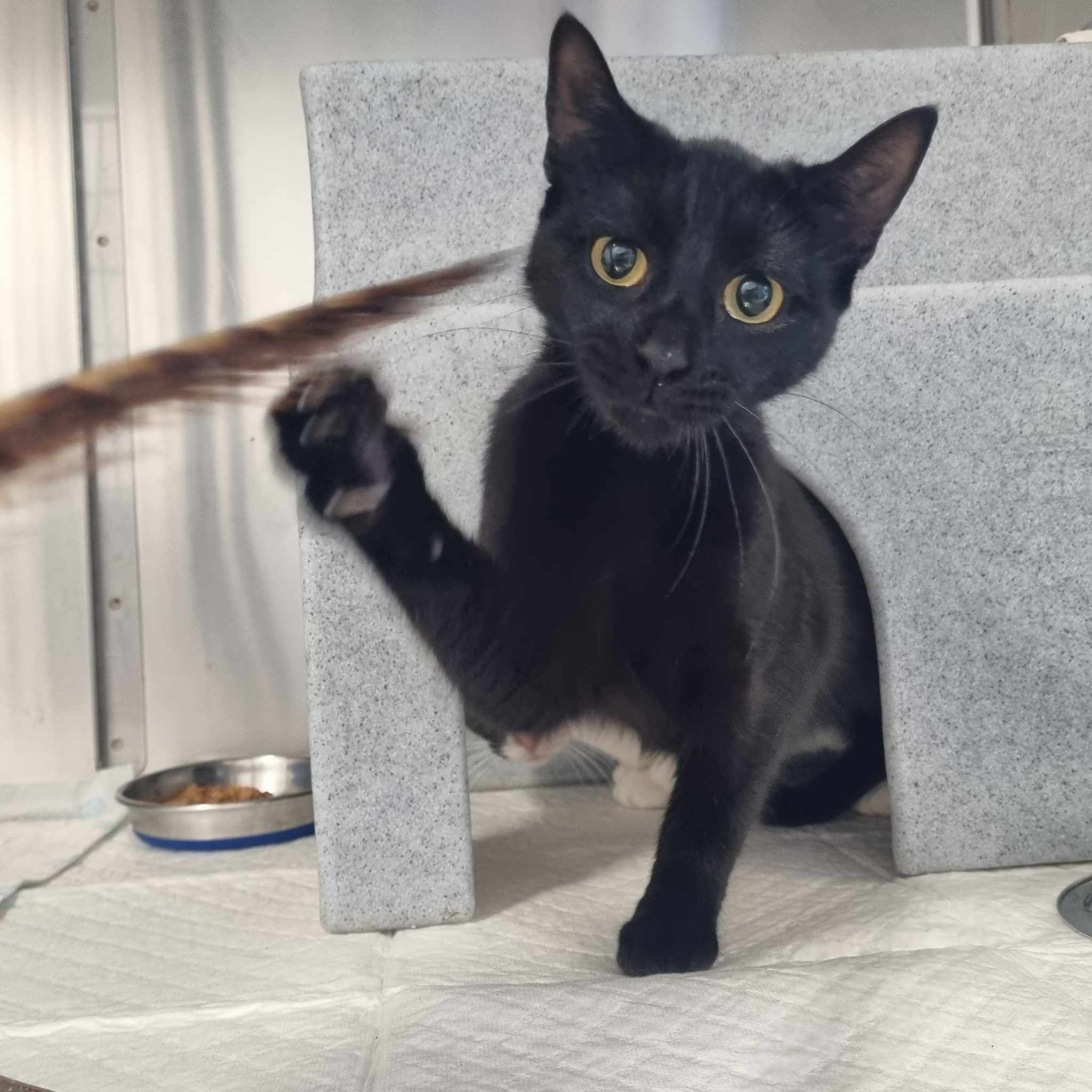Marshmallow- 1 Year Old Female