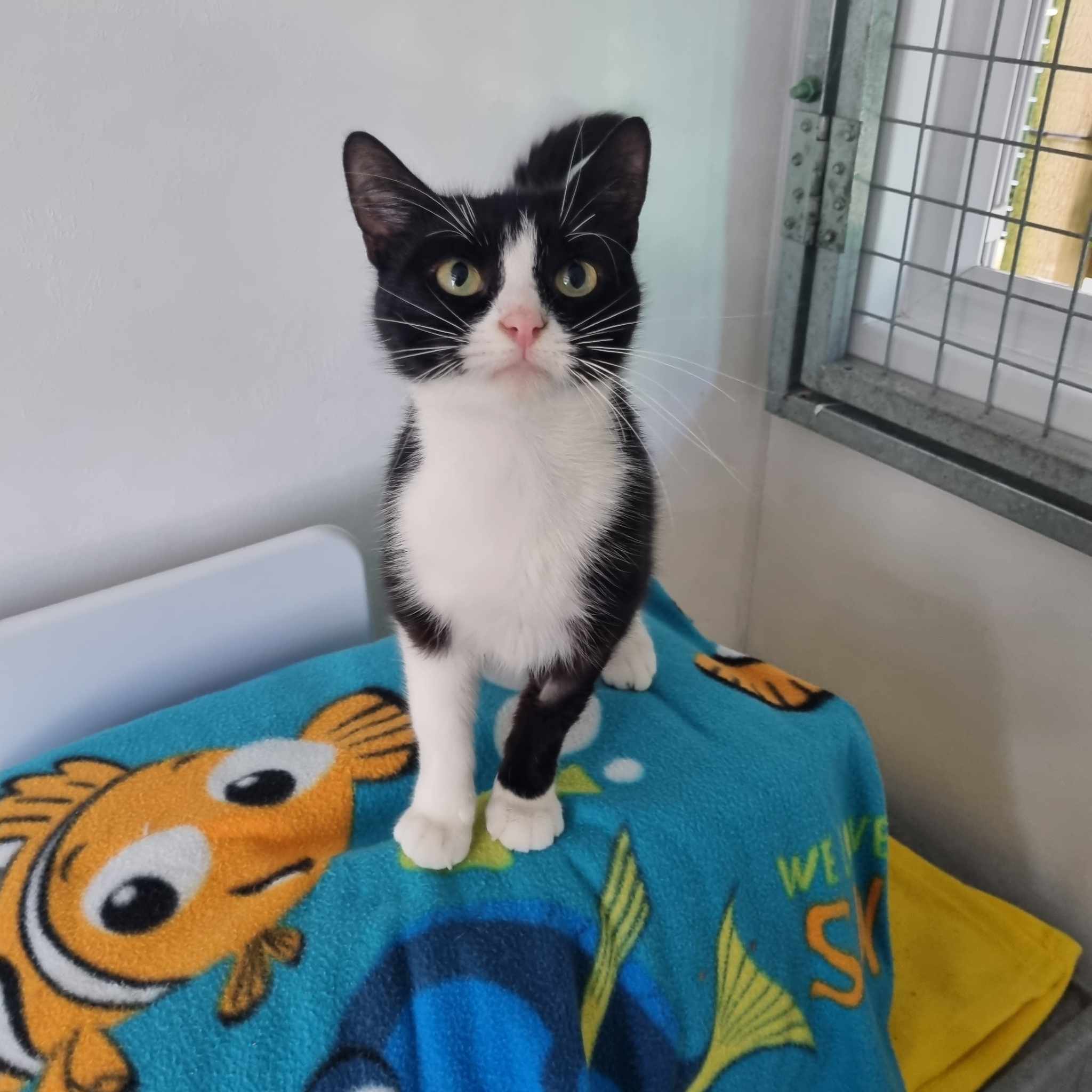 Judy- 3 Year Old Female