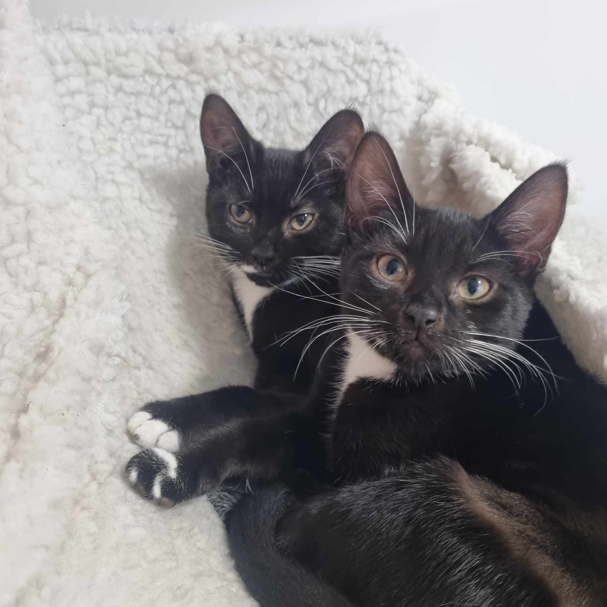 Bean- 17 Week Old Female- RESERVED