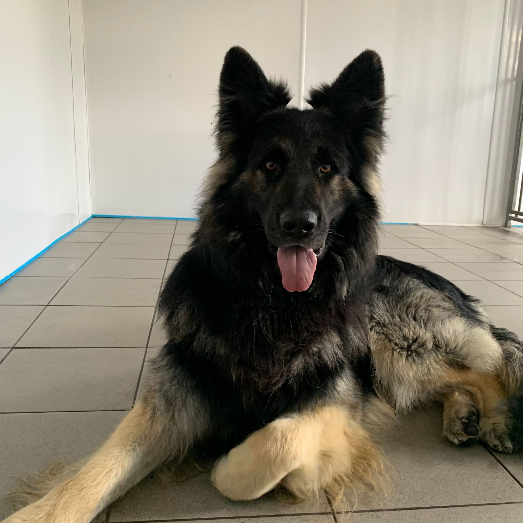 Endeavor- 2 Year Old Male – RESERVED