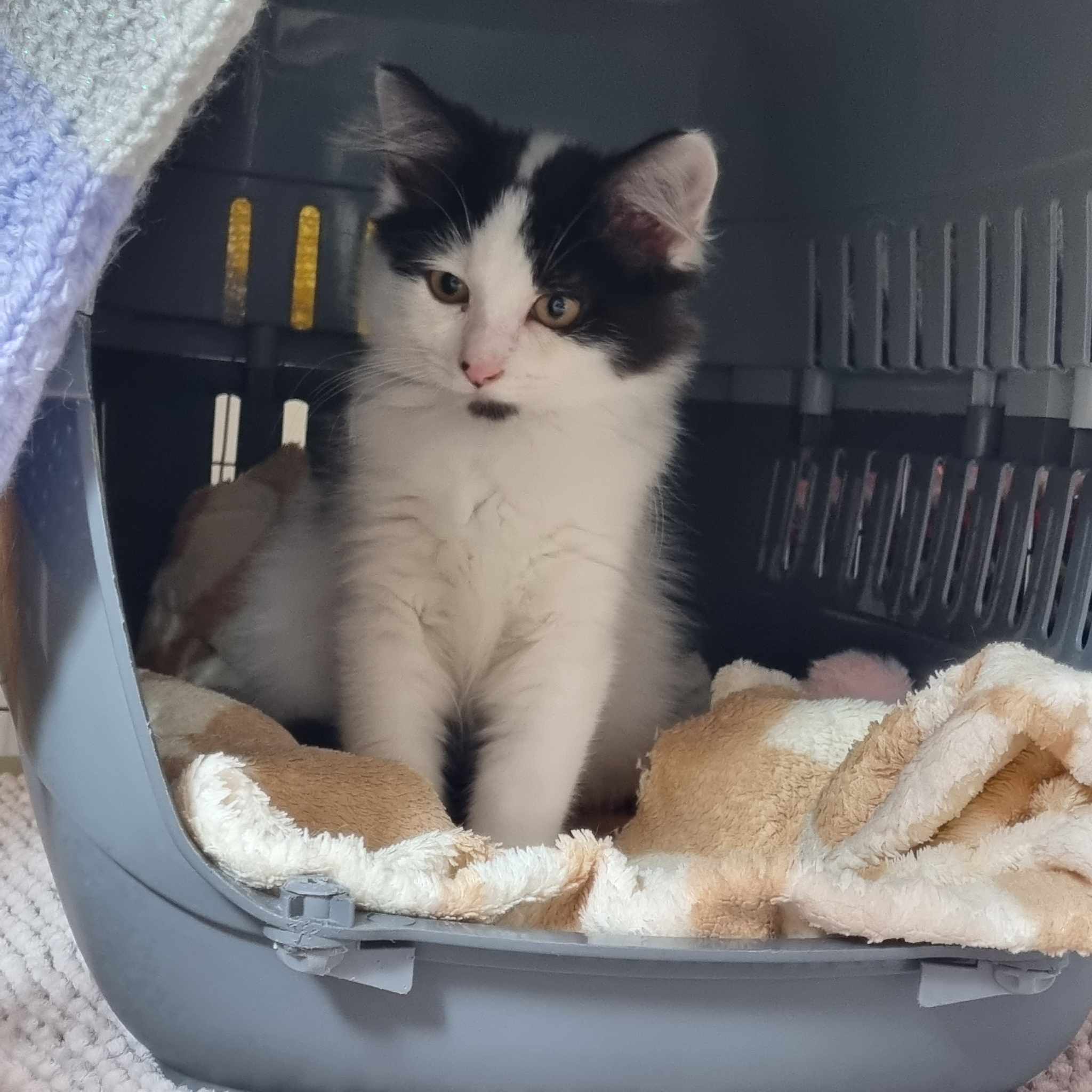 Jerry- 12 Week Old Male – RESERVED