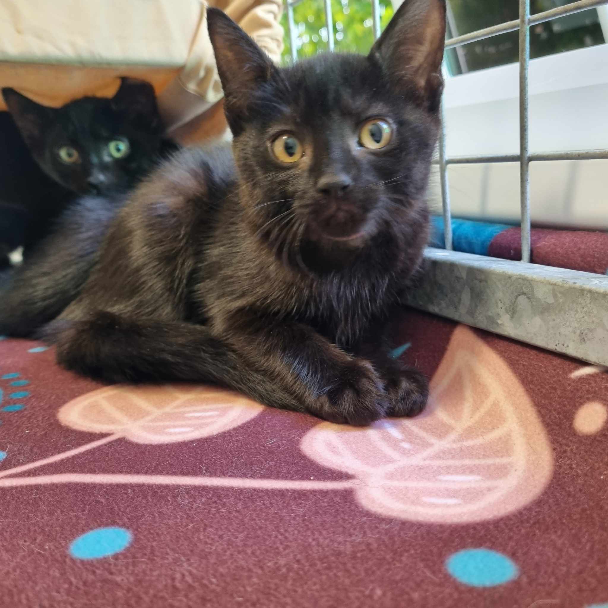 Hermione- 9 Week Old Female