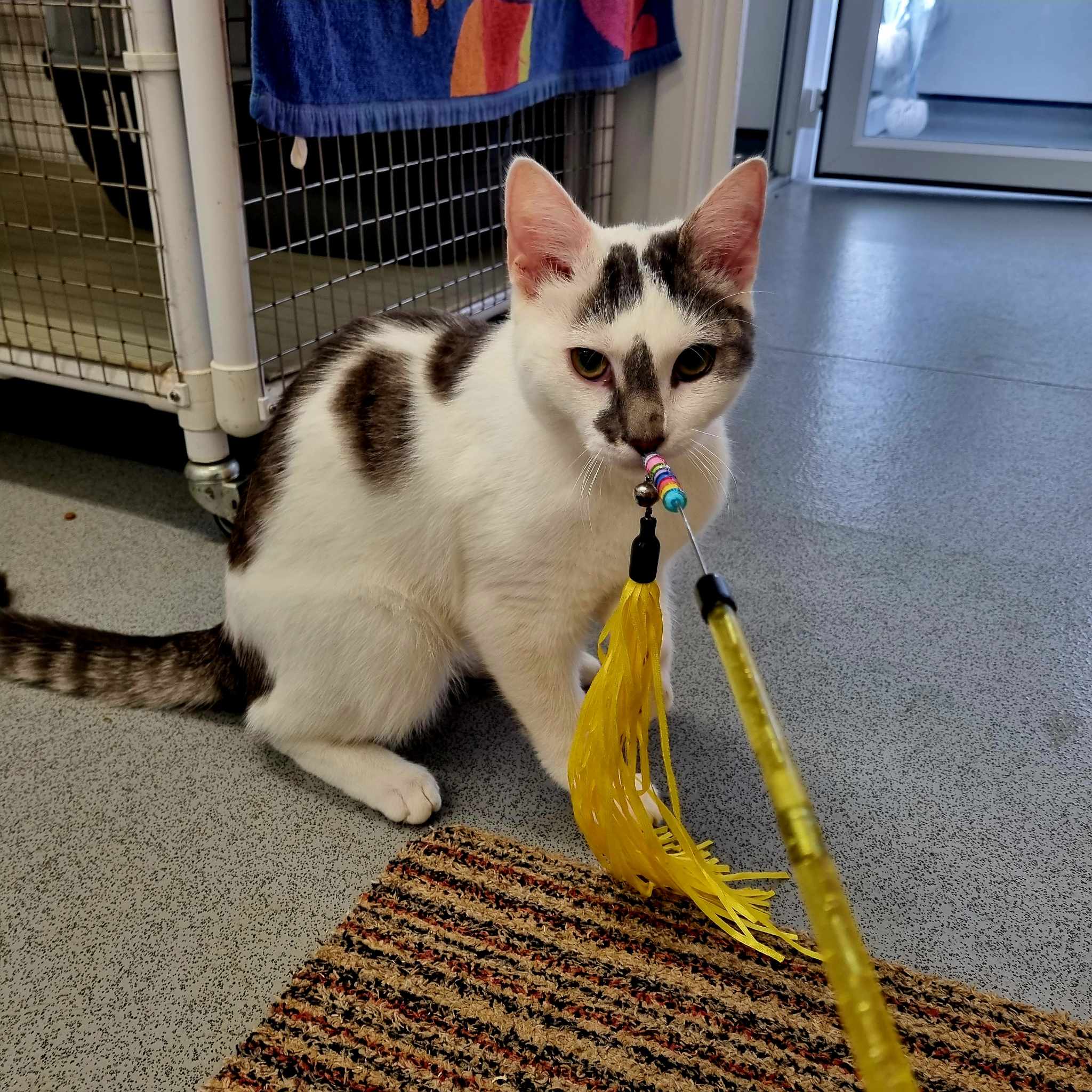 Marble- 7 Month Old Male