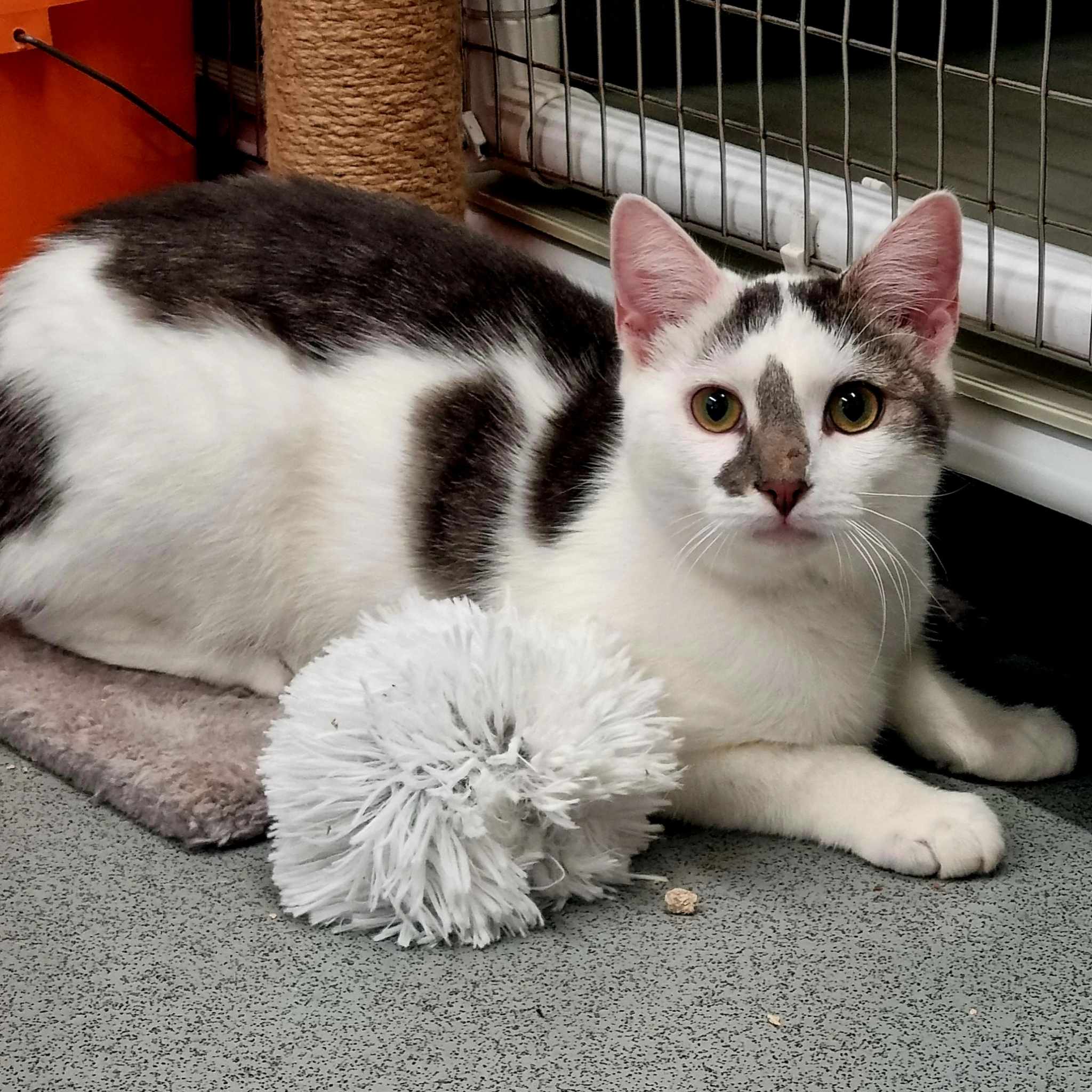 Marble- 7 Month Old Male