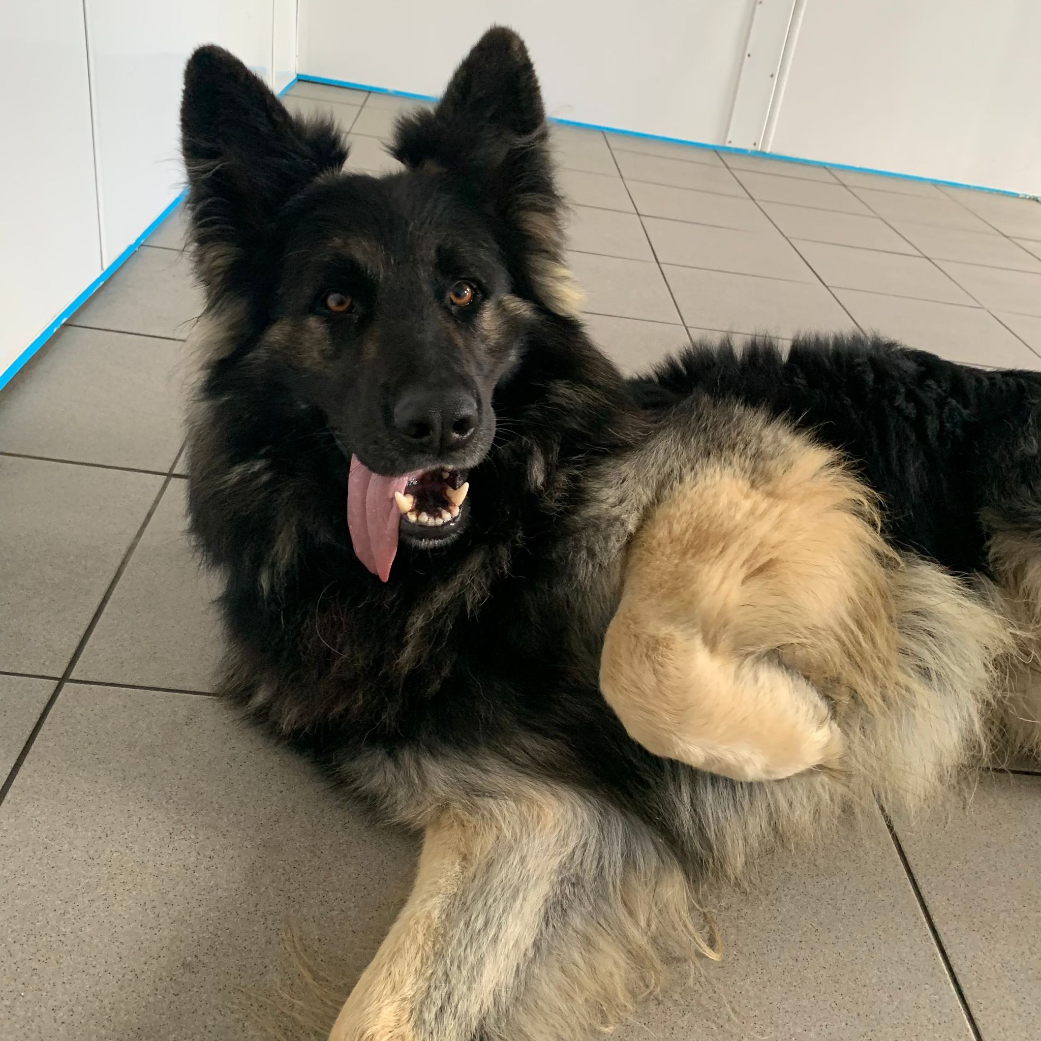Endeavor- 2 Year Old Male – RESERVED